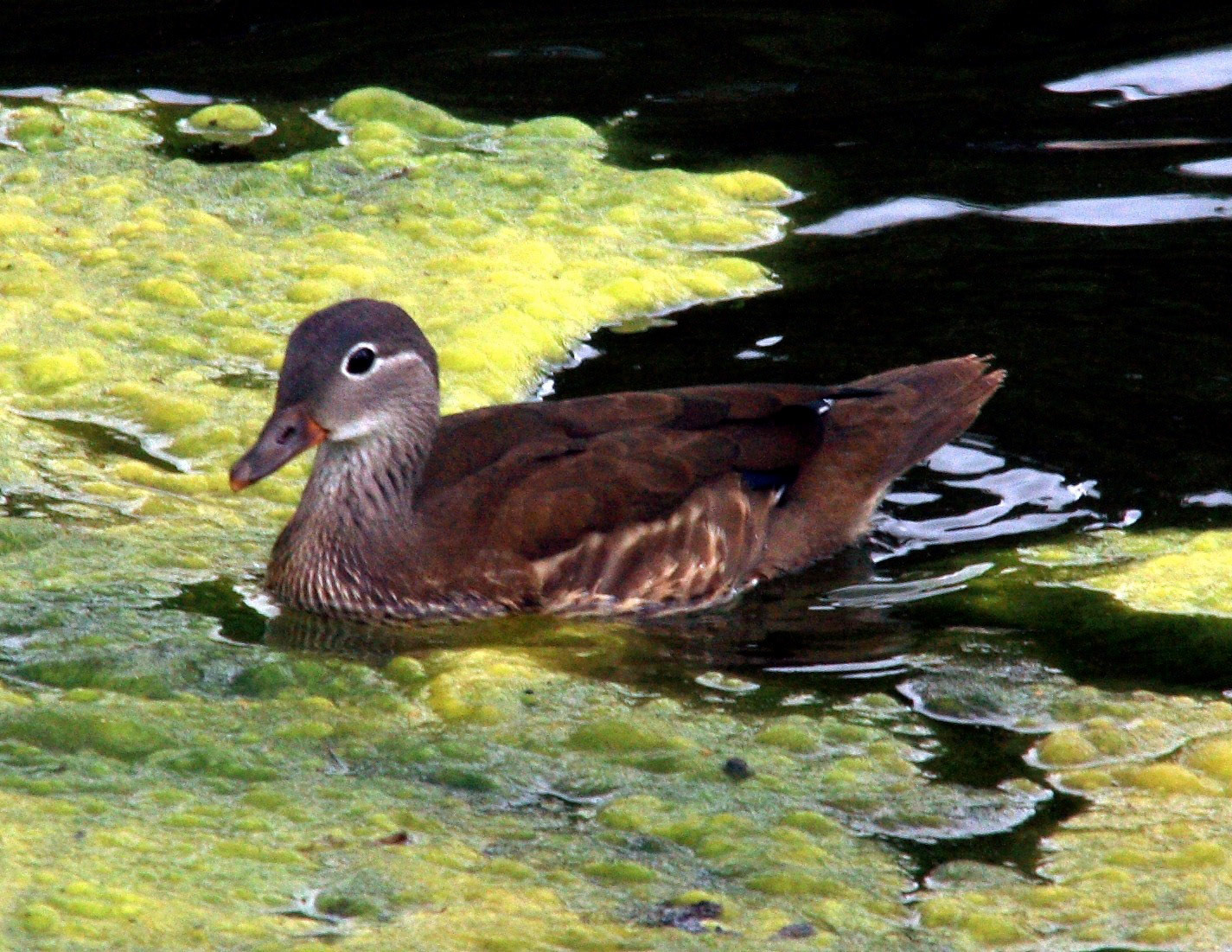 LondonPlease see my other Photographs at: http://www.jamespdeans.co.uk/