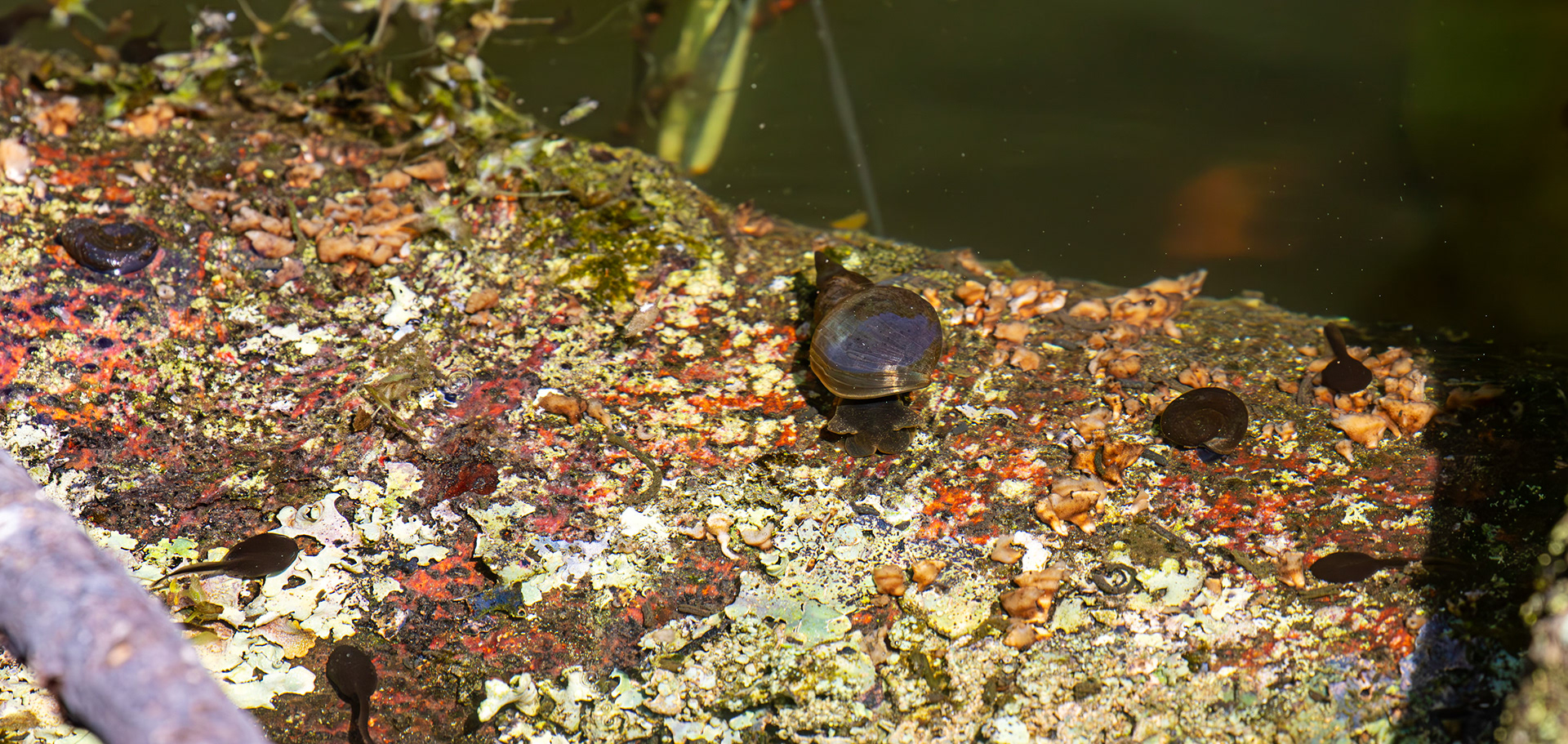 Wild-life Pond at Polkemmet Country Park 13 May 2025