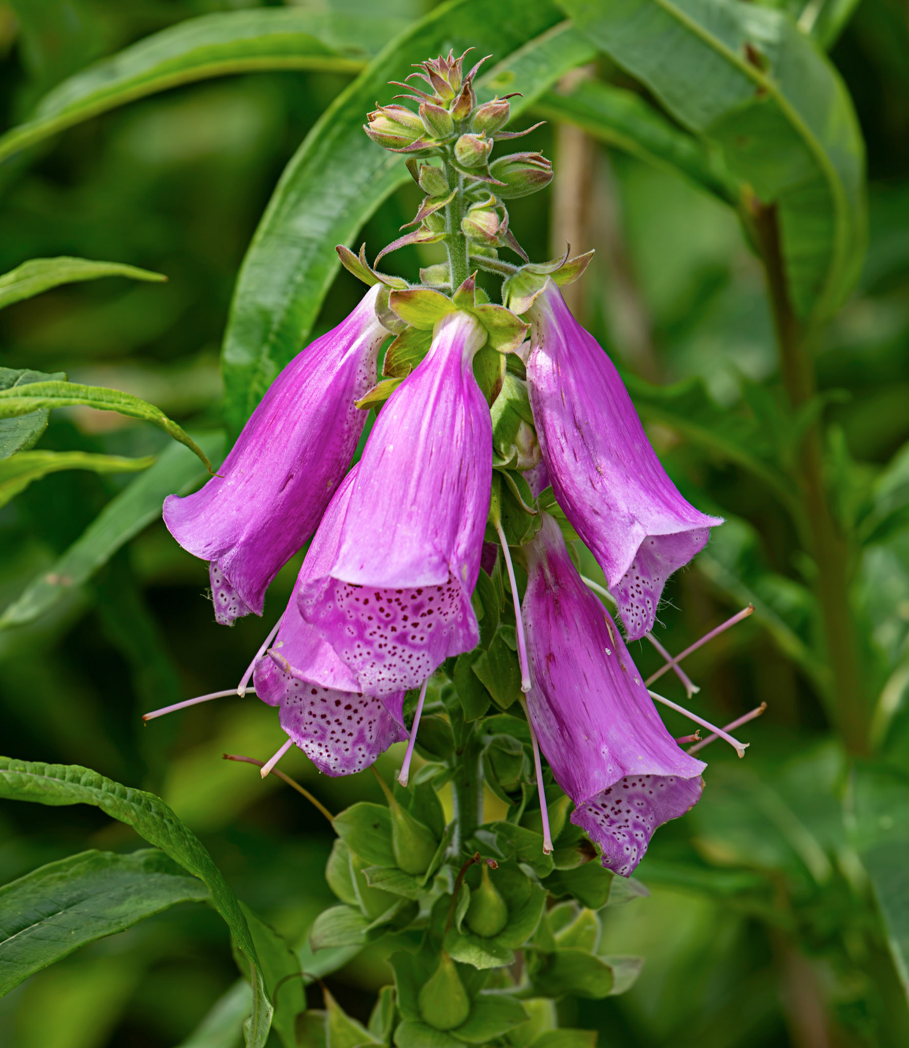 Fixglow (digitalis) Harperrig 14 July 2026