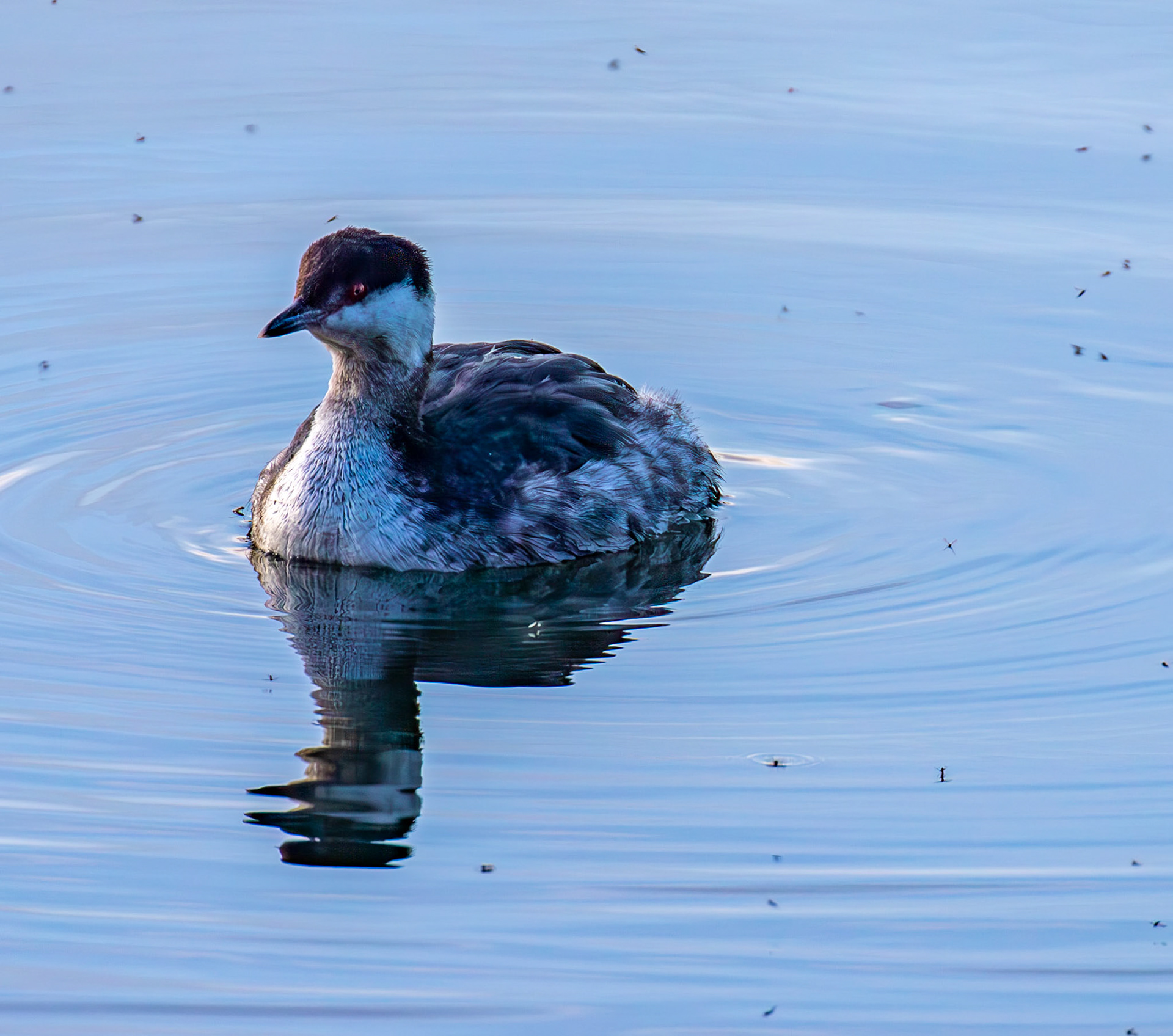 Slavonian Grebe at Linlithgow Loch 18 March 2026