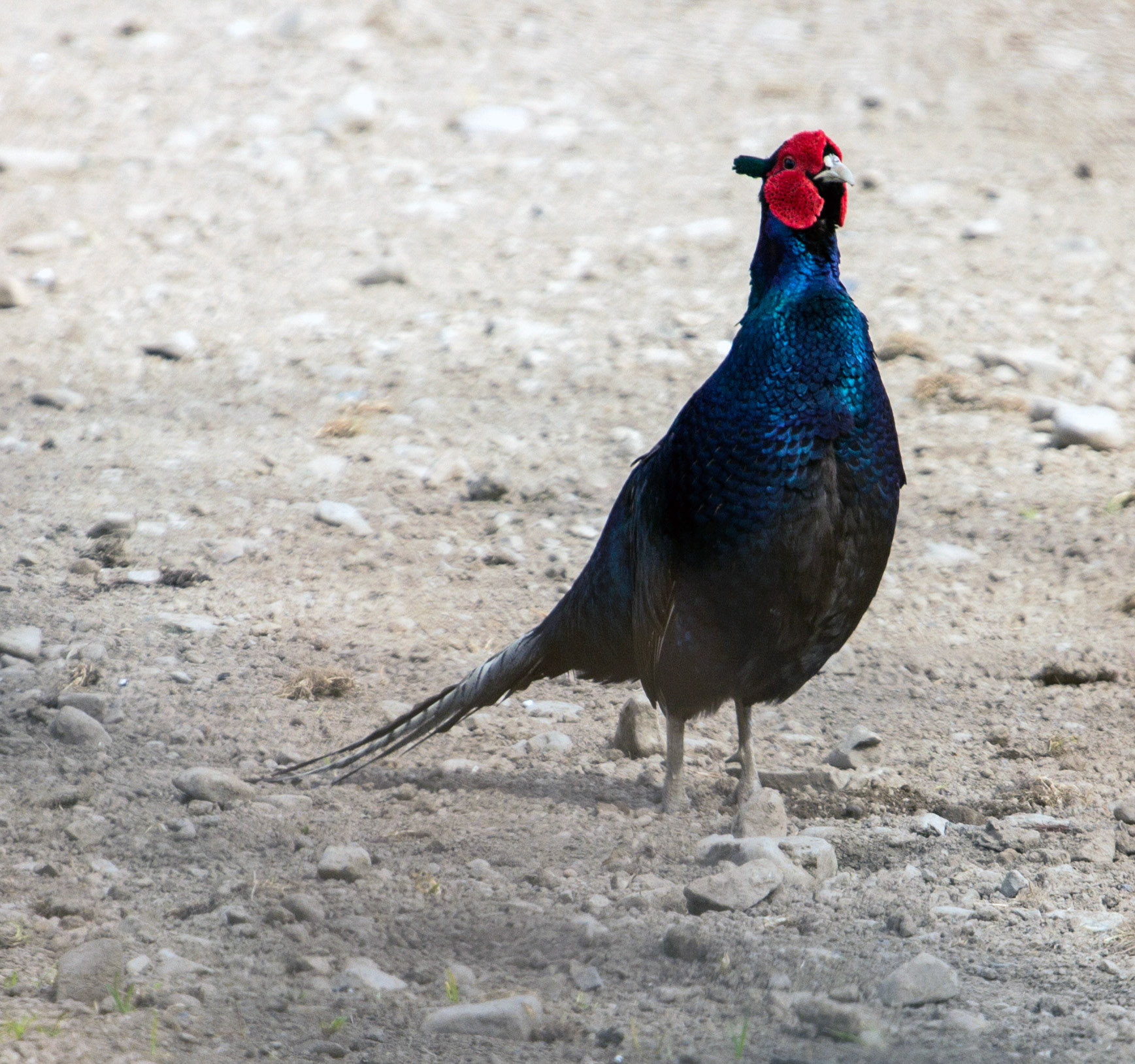 PheasantPlease see my other Photographs at: http://www.jamespdeans.co.uk/