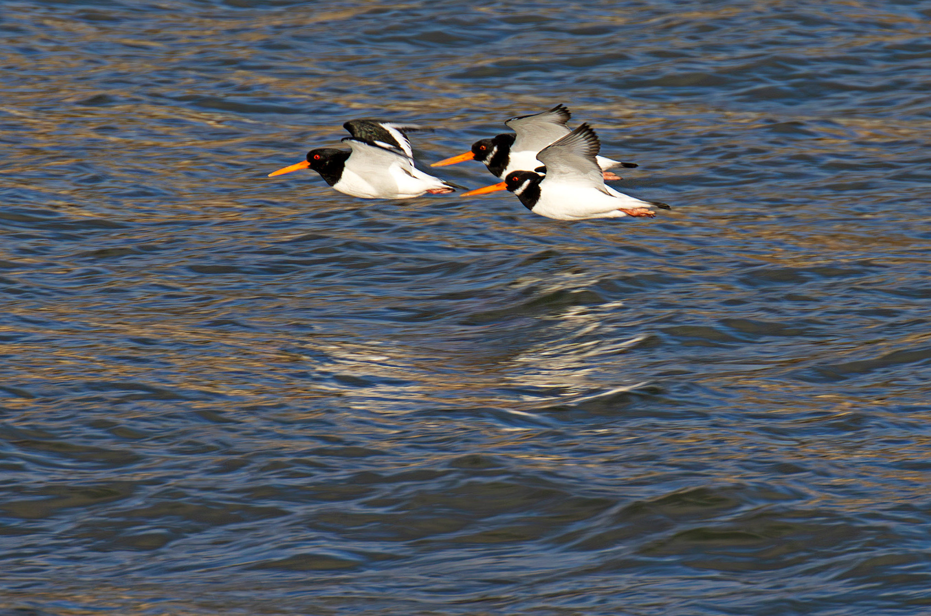 Oystercatcher - Pettycur Harbour - Firth of Forth 22 Feb 2025