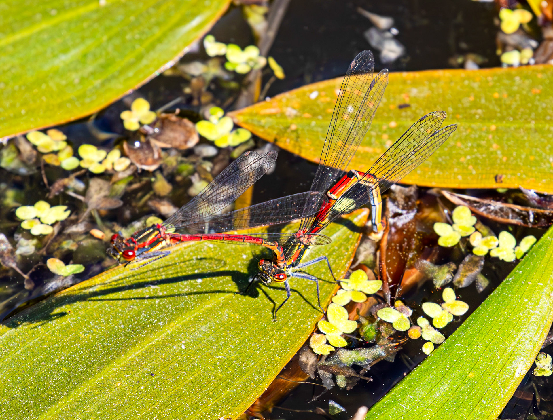 Large Red Damselfly (Pyrrhosoma nymphula) - Wild-life Pond at Polkemmet Country Park 13 May 2025