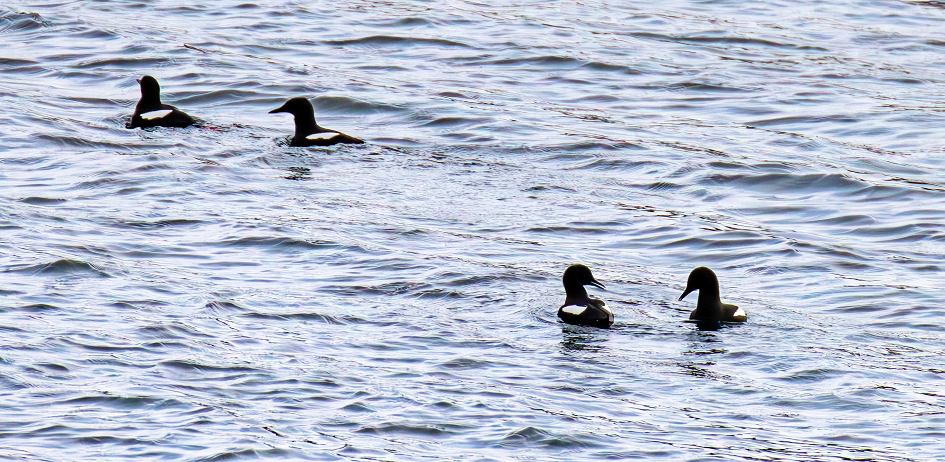 Black Guillemots on East Loch Tarbert 05 March 2025