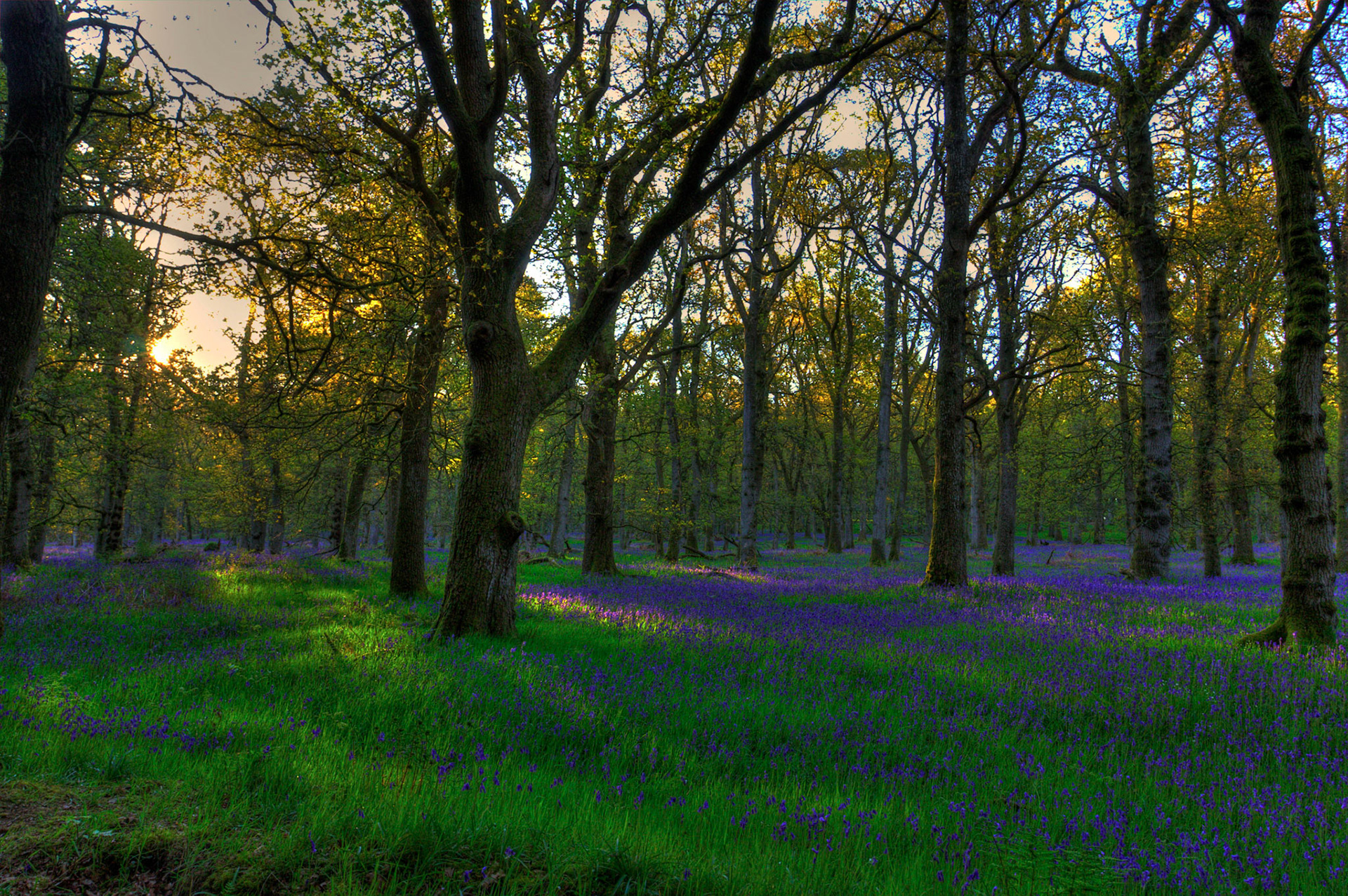 Kinclaven Bluebell Woods 16 May 2026