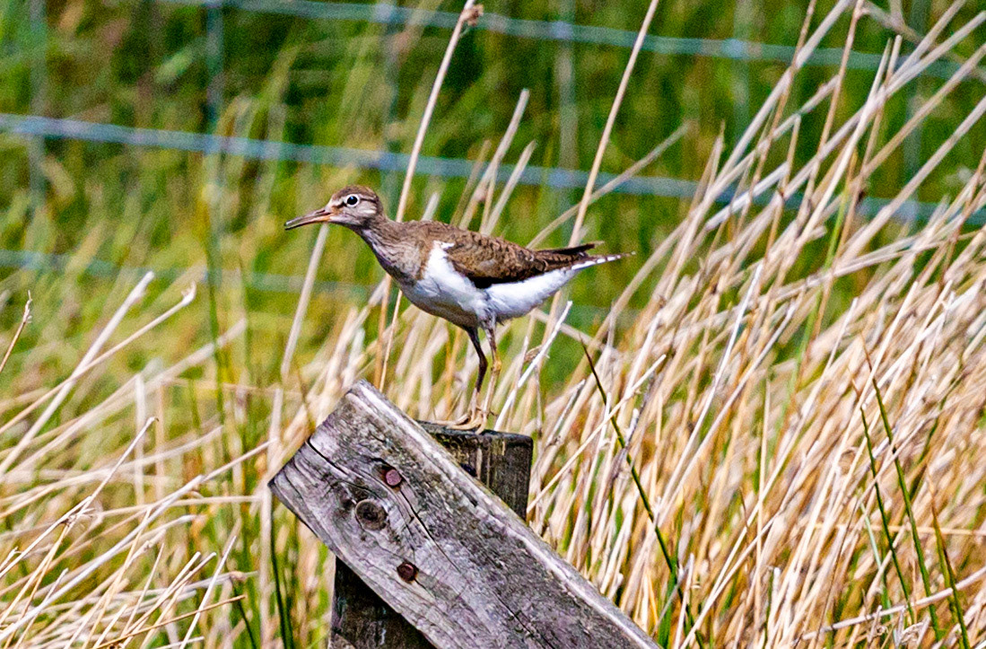 Harperrig Reservoir 15 June 2021 Please see my other photos at JamesPDeans.co.uk