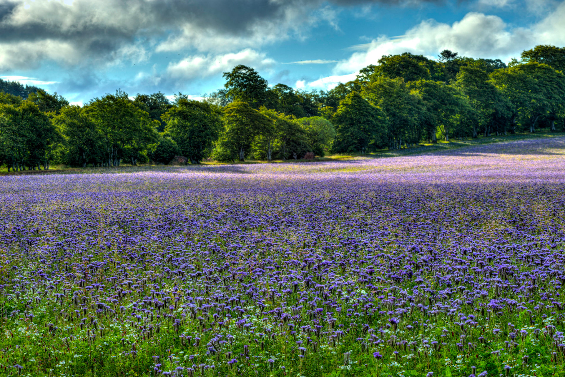 Crops in field at Whiteburn 17 July 2023