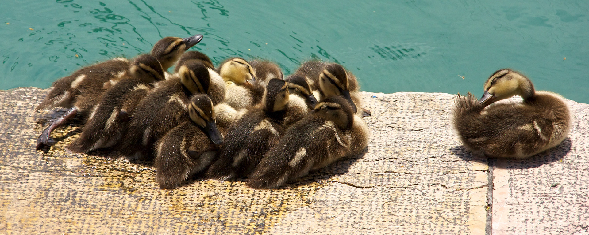 mallardPlease see my other Photographs at: http://www.jamespdeans.co.uk/