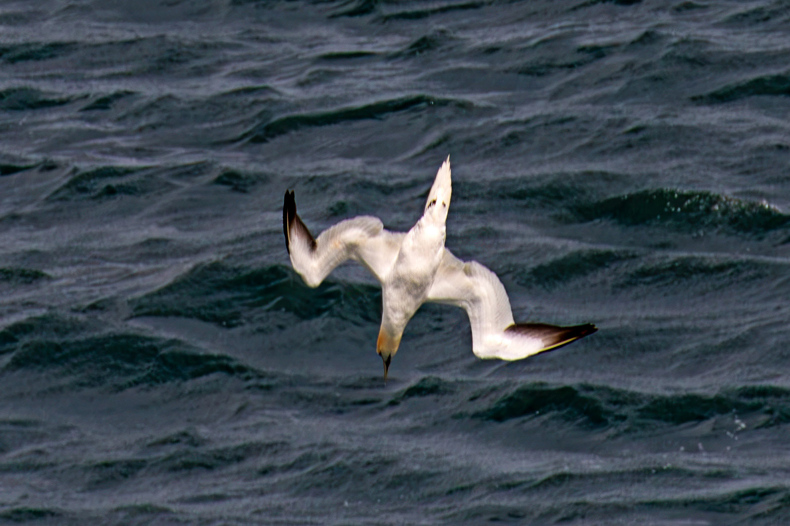 Northern Gannet diving - Tantallon Castle 04 July 2026