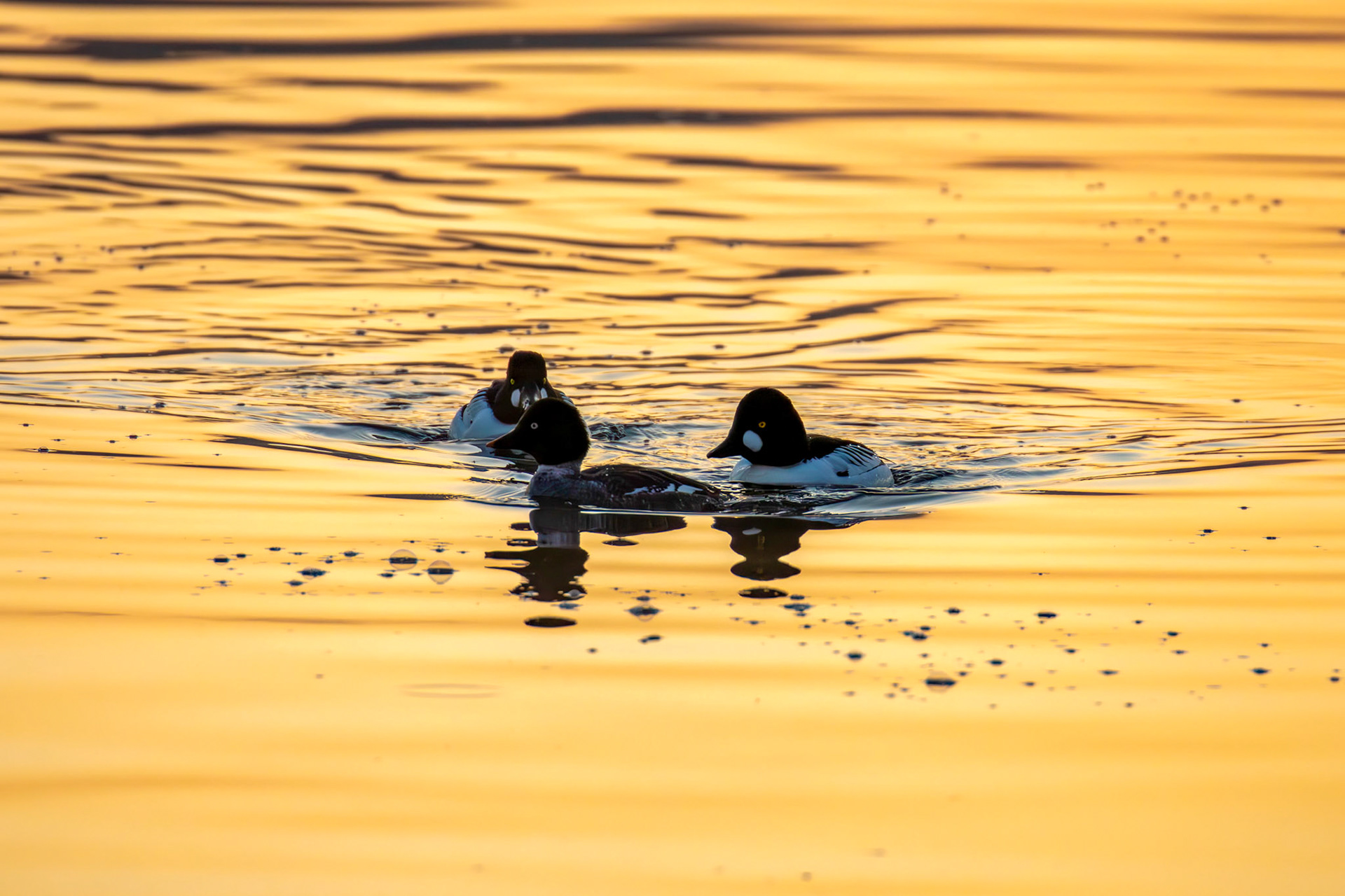 Goldeneye - Sunrise at Hogganfield Loch 19 March 2025