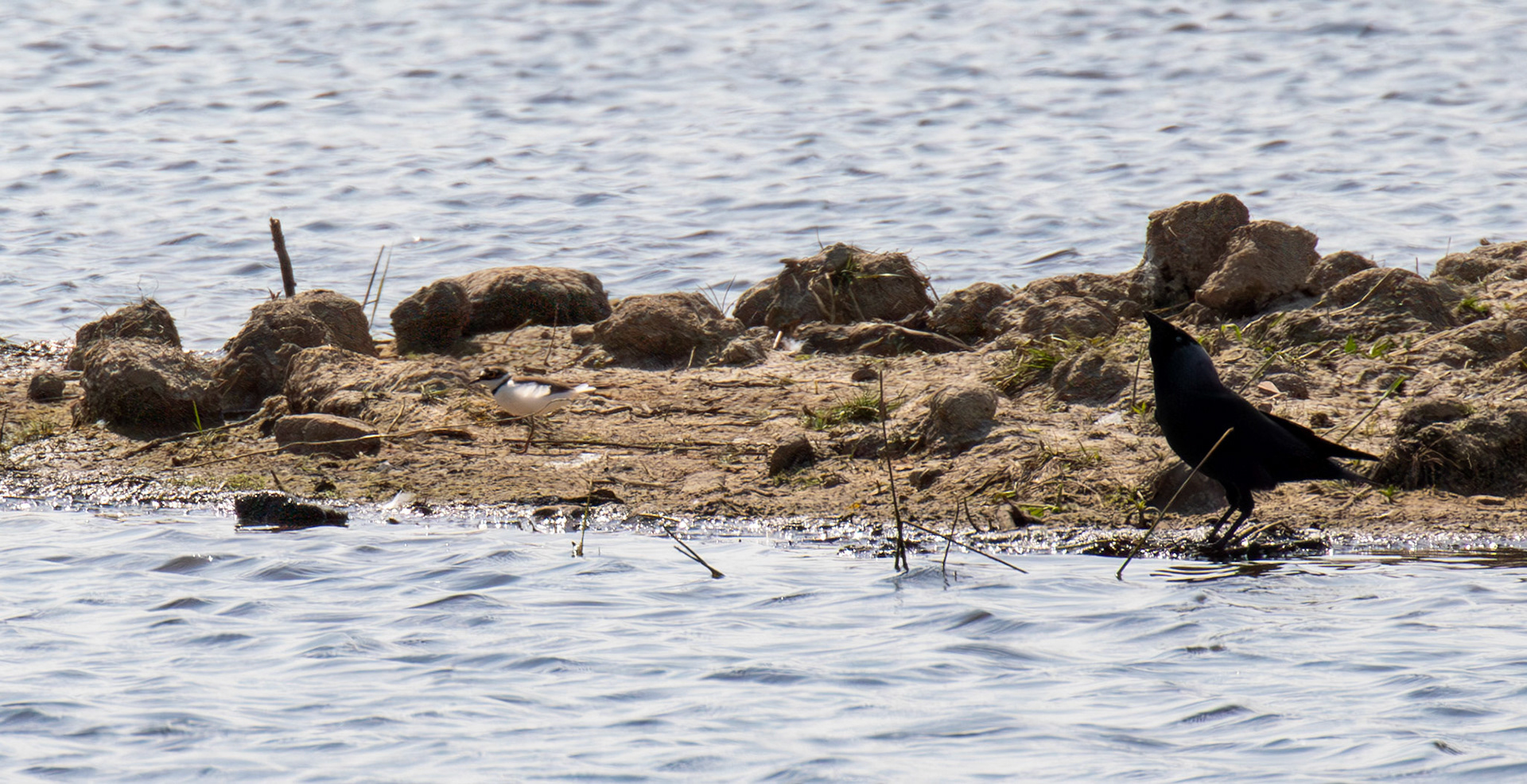 Little Ringed Plover - Black Devon Wetlands RSPB 12 May 2025