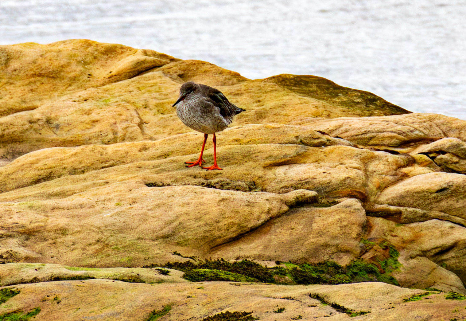 Common Redshank. Birthwatching at South Queensferry 18 October 2024