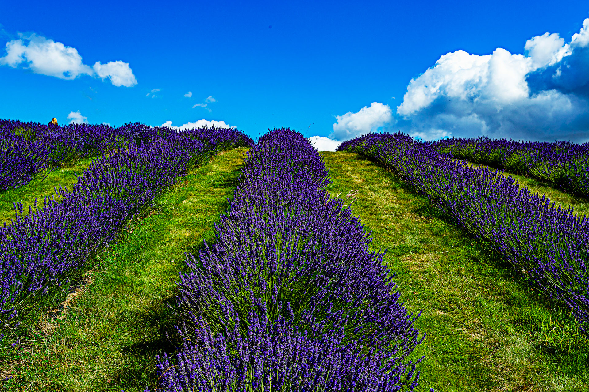 I spent an amazing few hours at Scottish Lavender Oils. They are so dedicated to nature and not to profit!