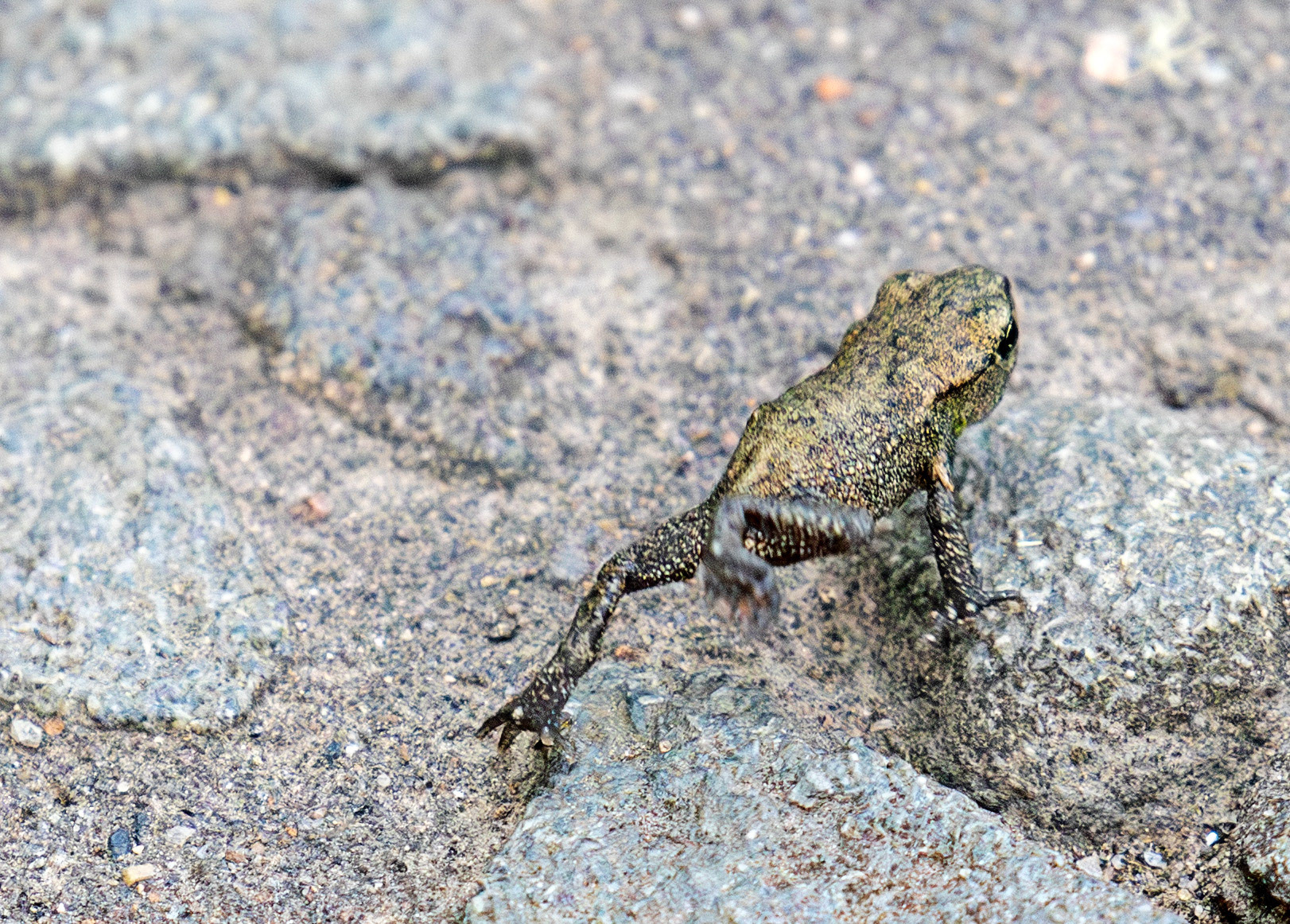 Common Frog - Harperrig 22 June 2025