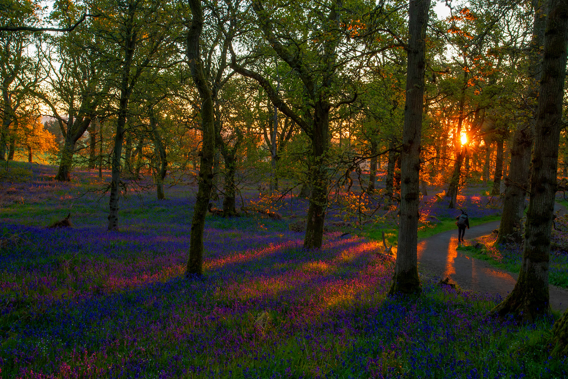 Kinclaven Bluebell Woods 16 May 2026