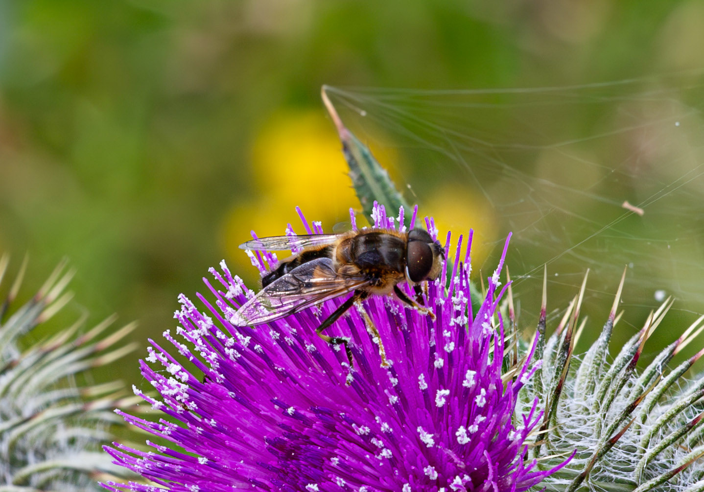 Herperrig Insects 23 July 2024
