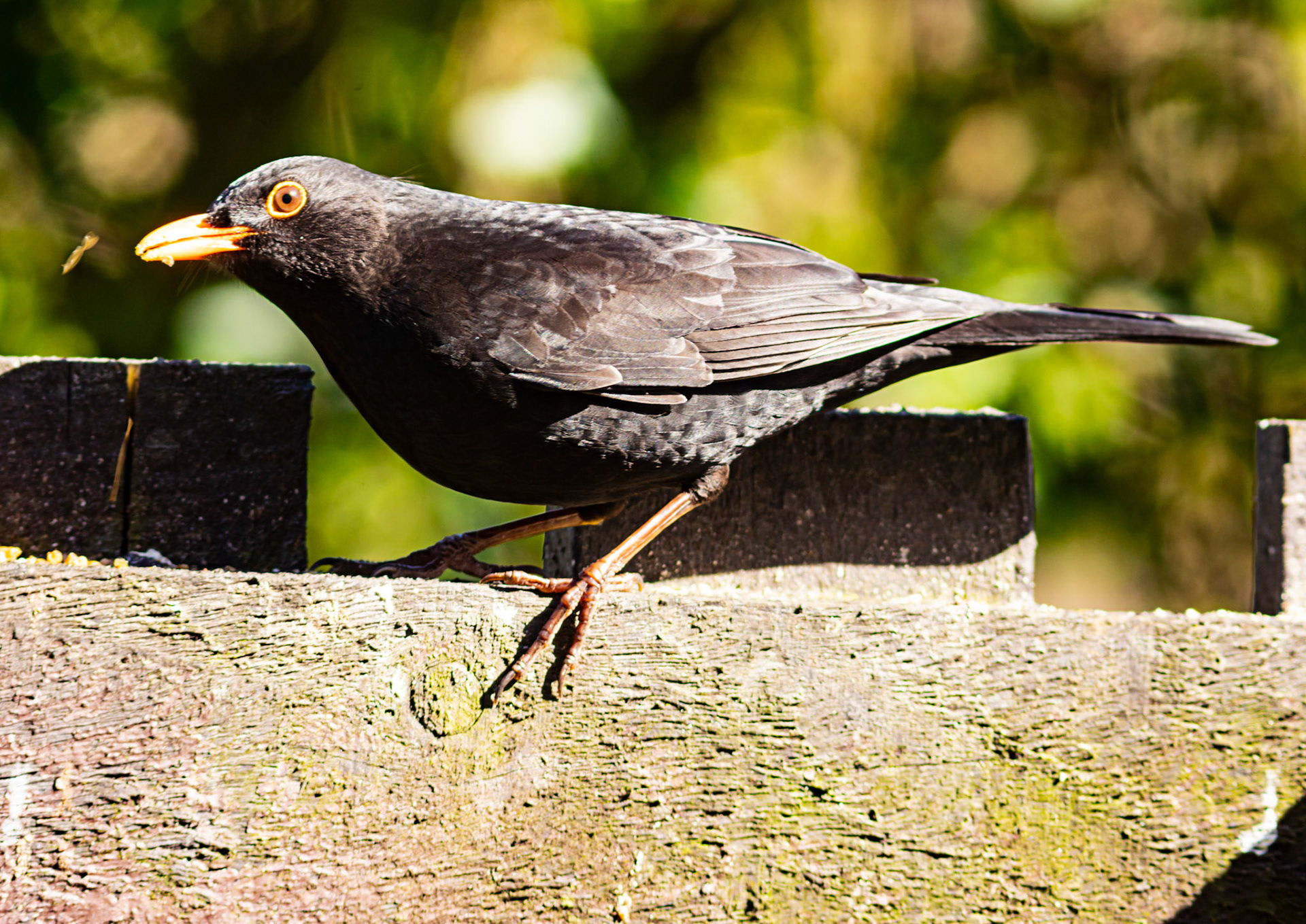 Blackbird in Kilwinning 30 March 2024