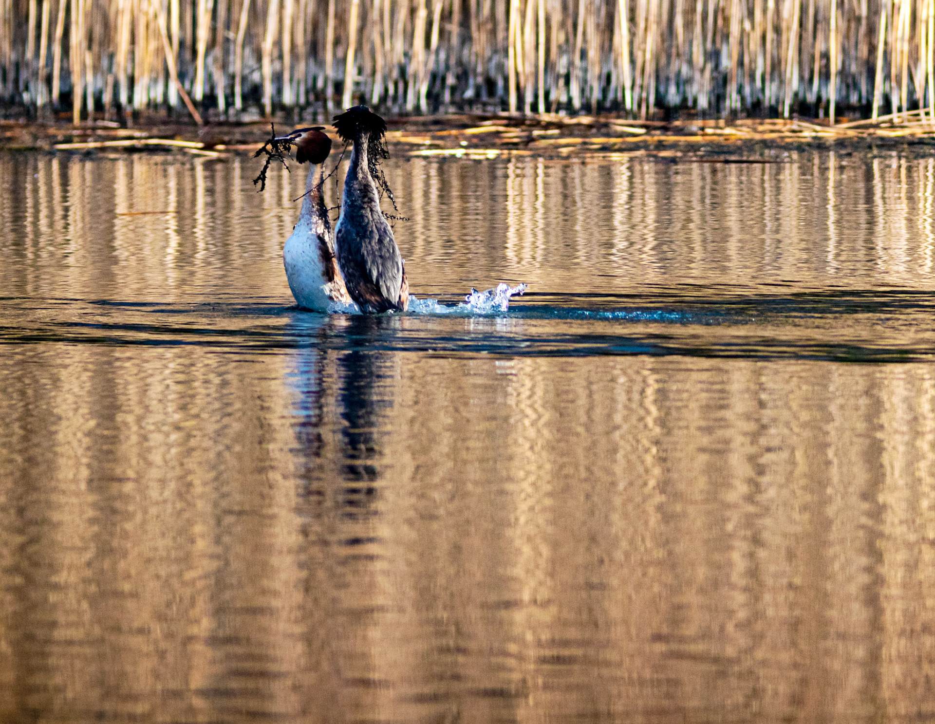 Displaying Great Crested Grebes at Linlithgow Loch - 09 March 2021Please see my other photos at JamesPDeans.co.uk