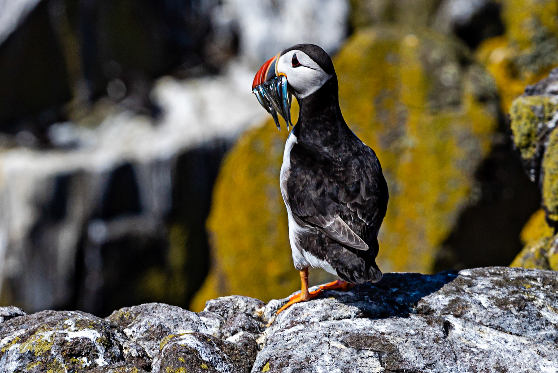 Puffin - Isle of May - 04 June 2022