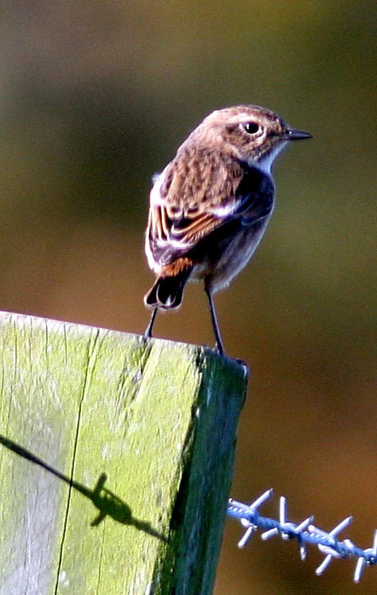 Loch of Strathbeg Please see my other Photographs at: http://www.jamespdeans.co.uk/