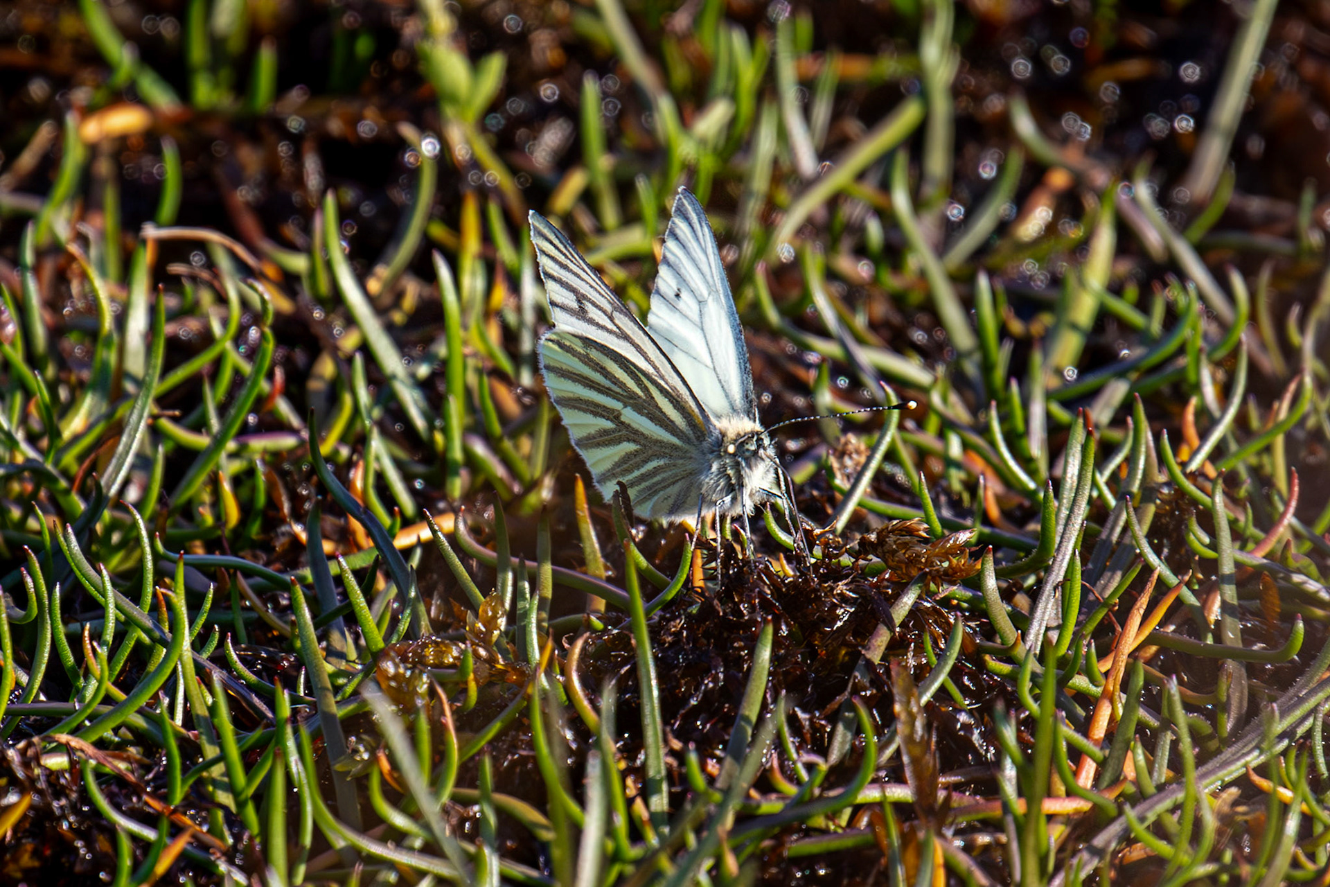 Green Veined White (Pieris napi) - Green Veined White - Harperrig 30 April 2025