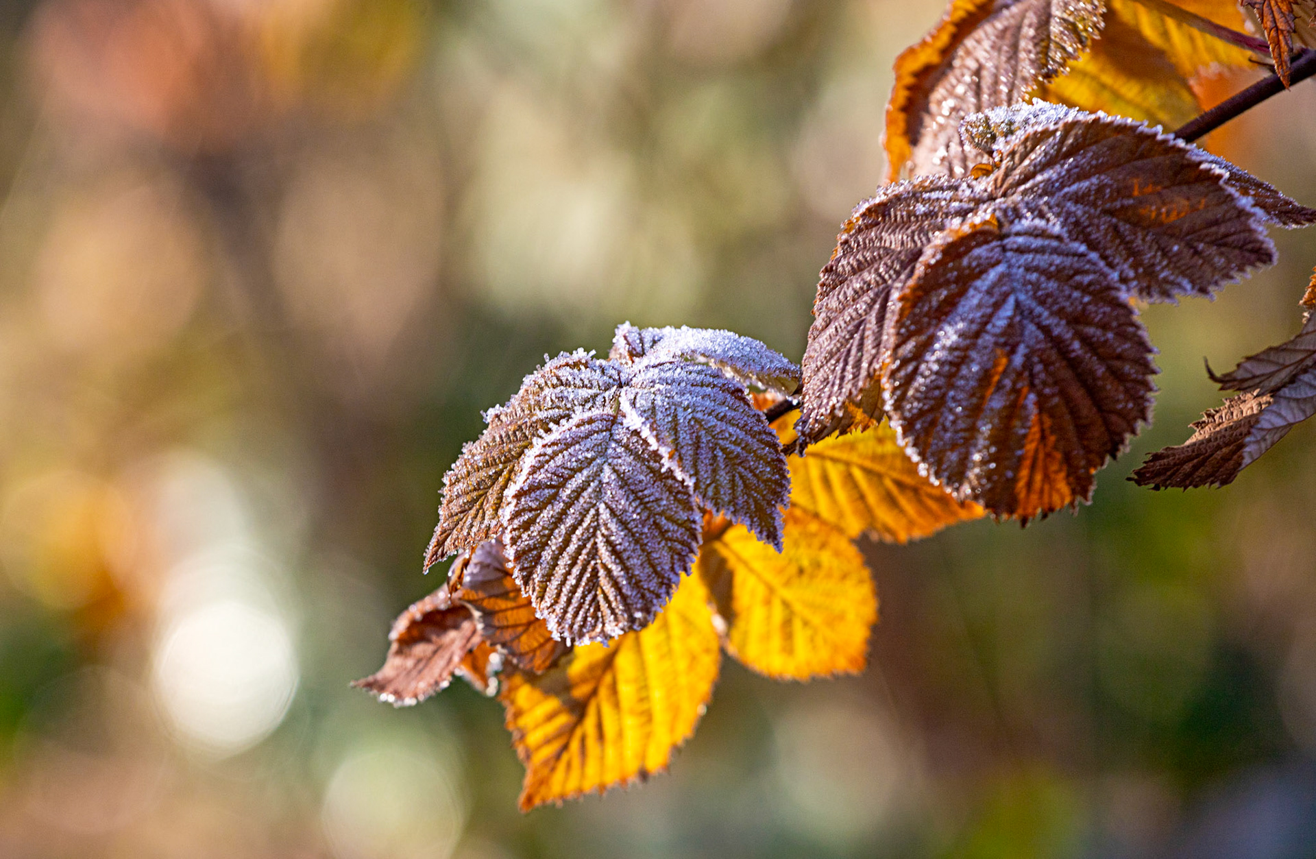 Winter Walk in Uphall 01 December 2023