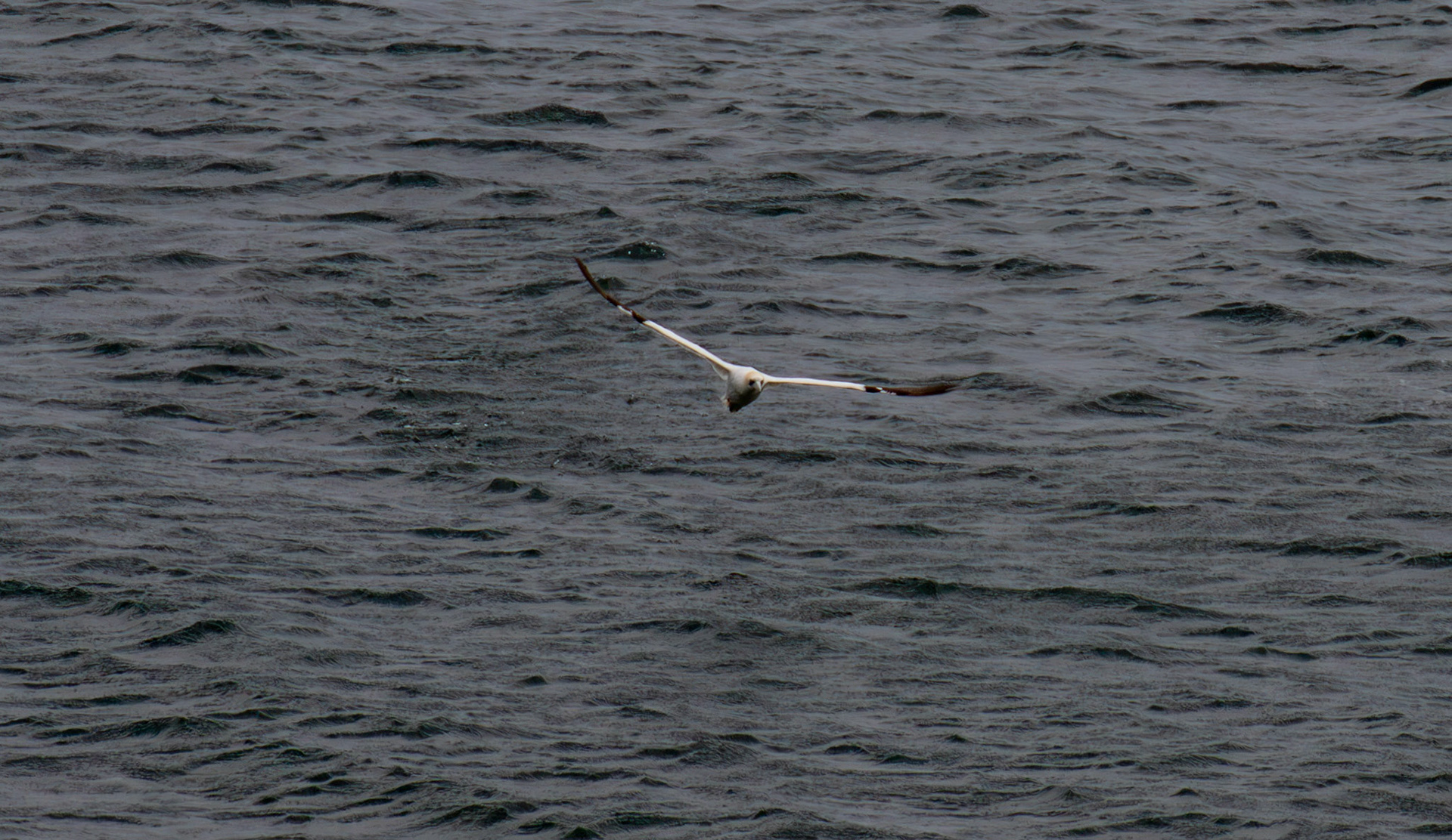 Northern Gannet getting airborne after dive - Tantallon Castle 04 July 2026