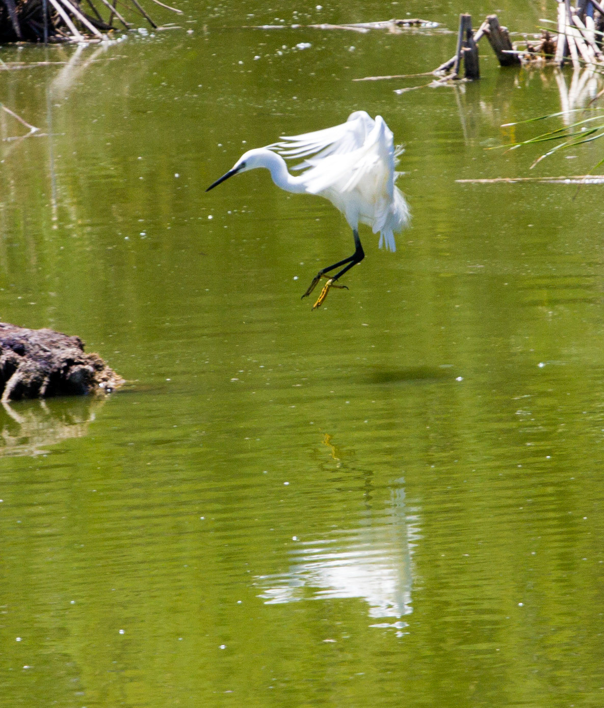 Little Egret in Parque Natural da Ria Formosa, OlhãoPlease see my Photographs of Portugal at: http://www.jamespdeans.co.uk/p116503744