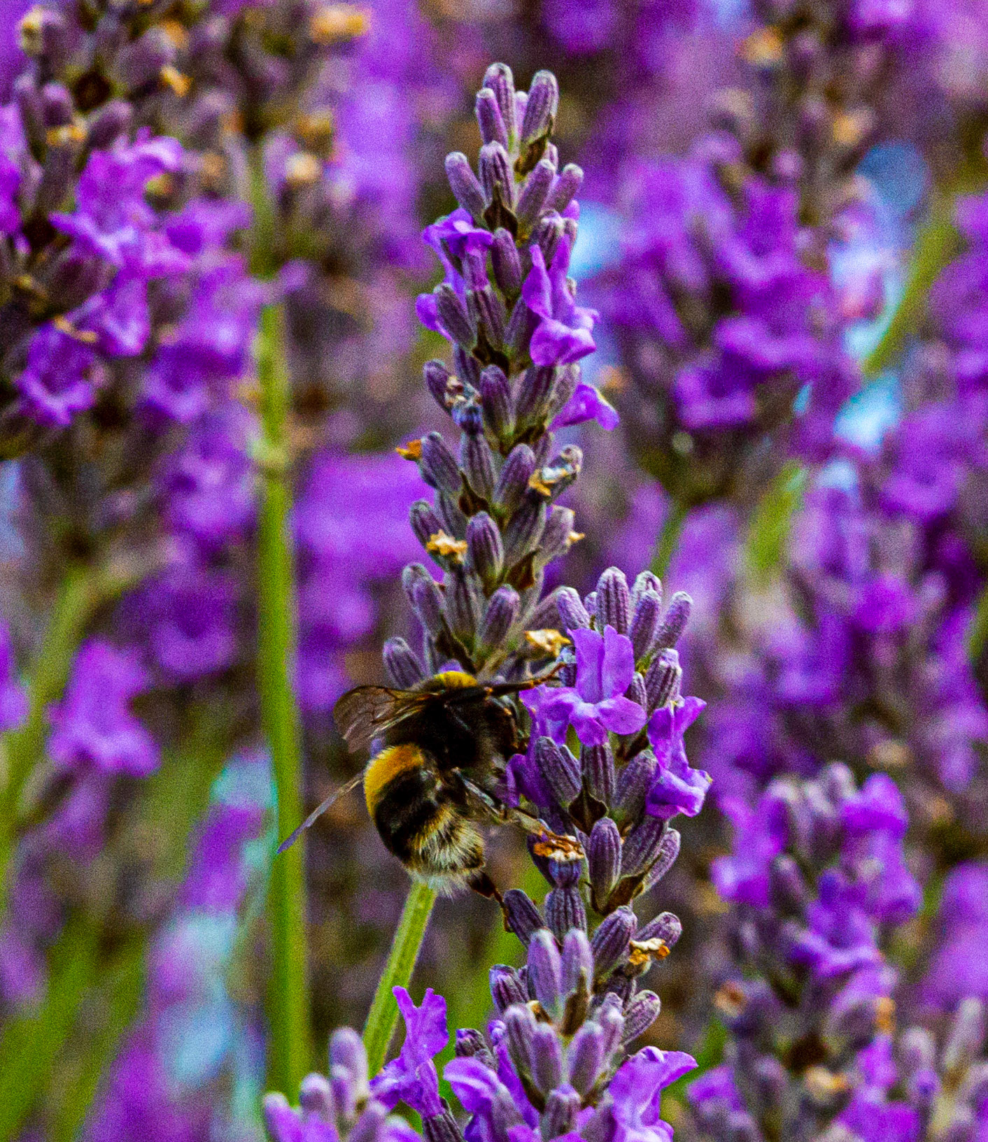 I spent an amazing few hours at Scottish Lavender Oils. They are so dedicated to nature and not to profit!