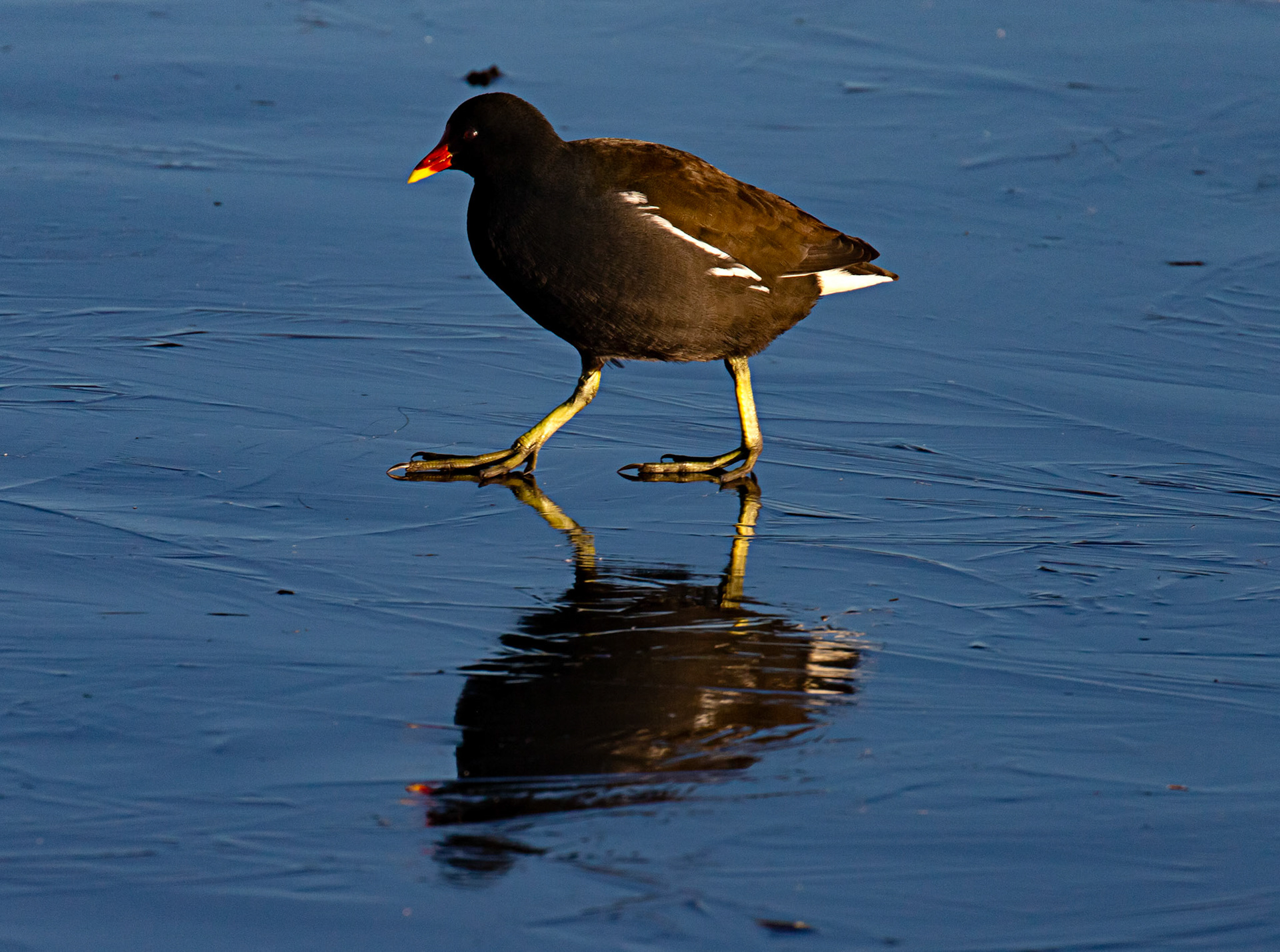 Moorhen at Broadwood Loch 10 January 2025