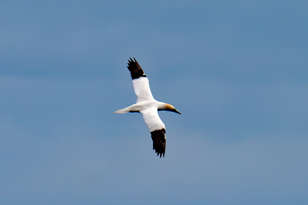 Northern Gannet - Tantallon Castle 04 July 2026