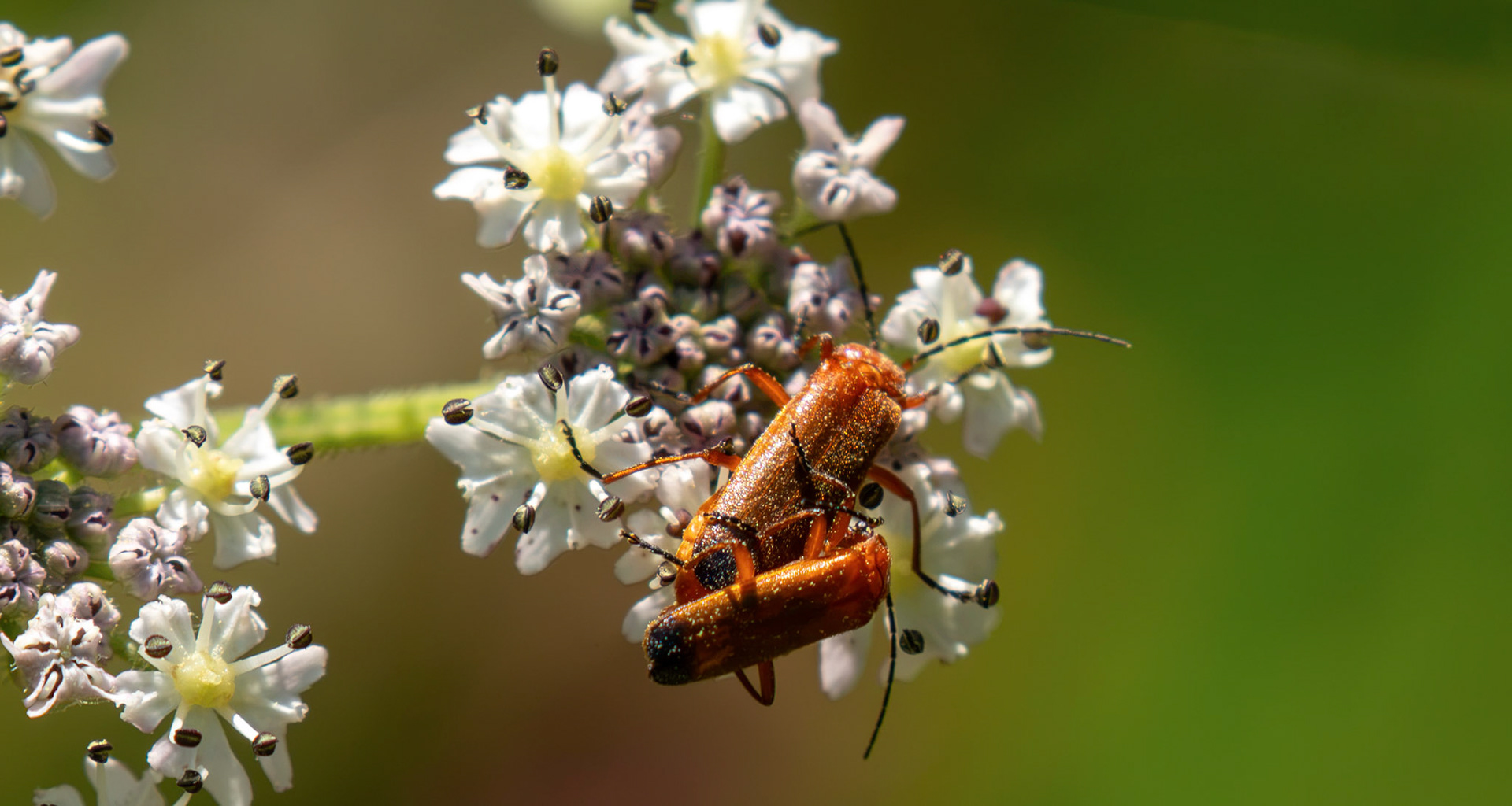 Soldier Beetles - Howden Walled Garden 15 July 2026