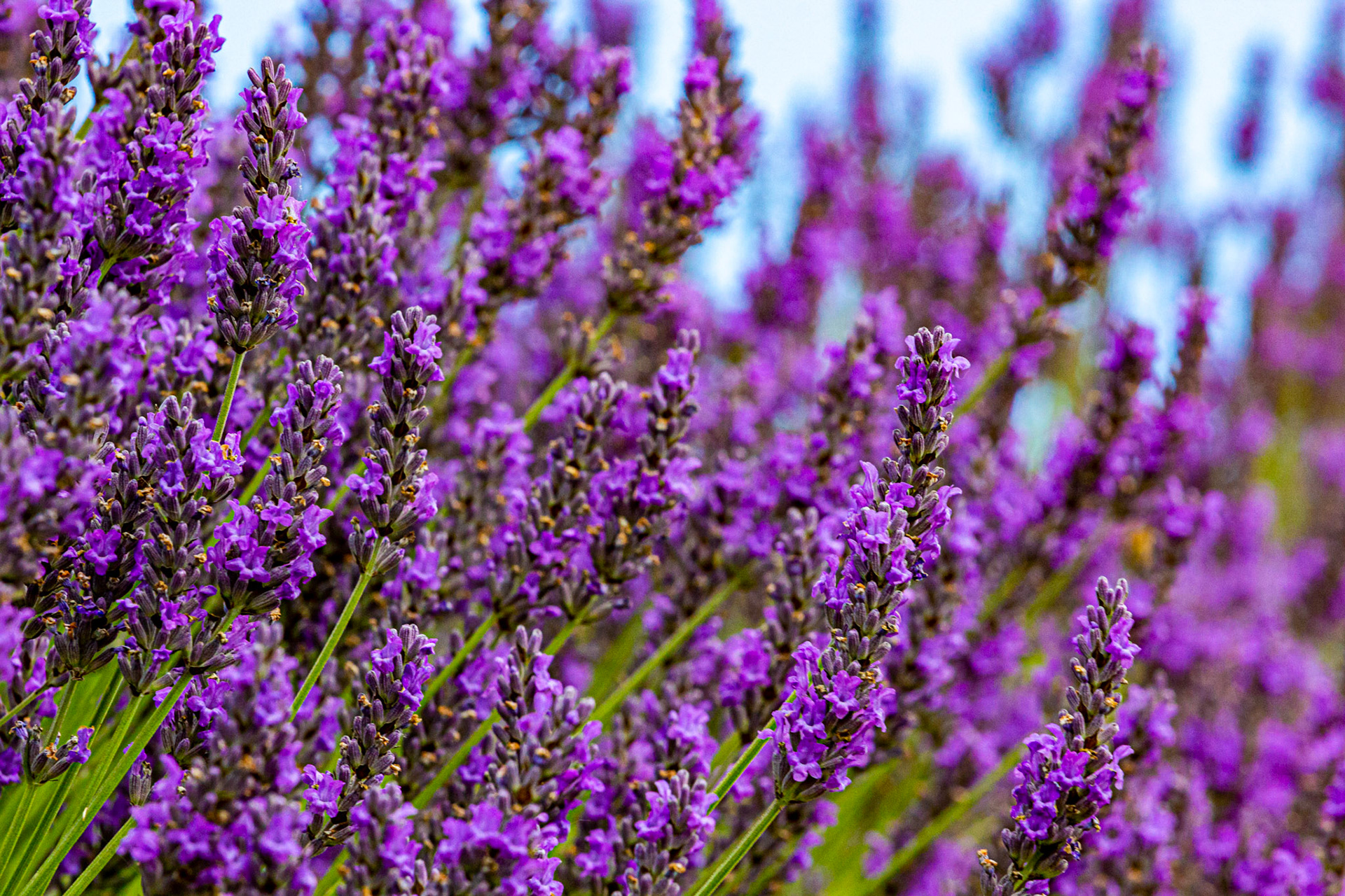 I spent an amazing few hours at Scottish Lavender Oils. They are so dedicated to nature and not to profit!
