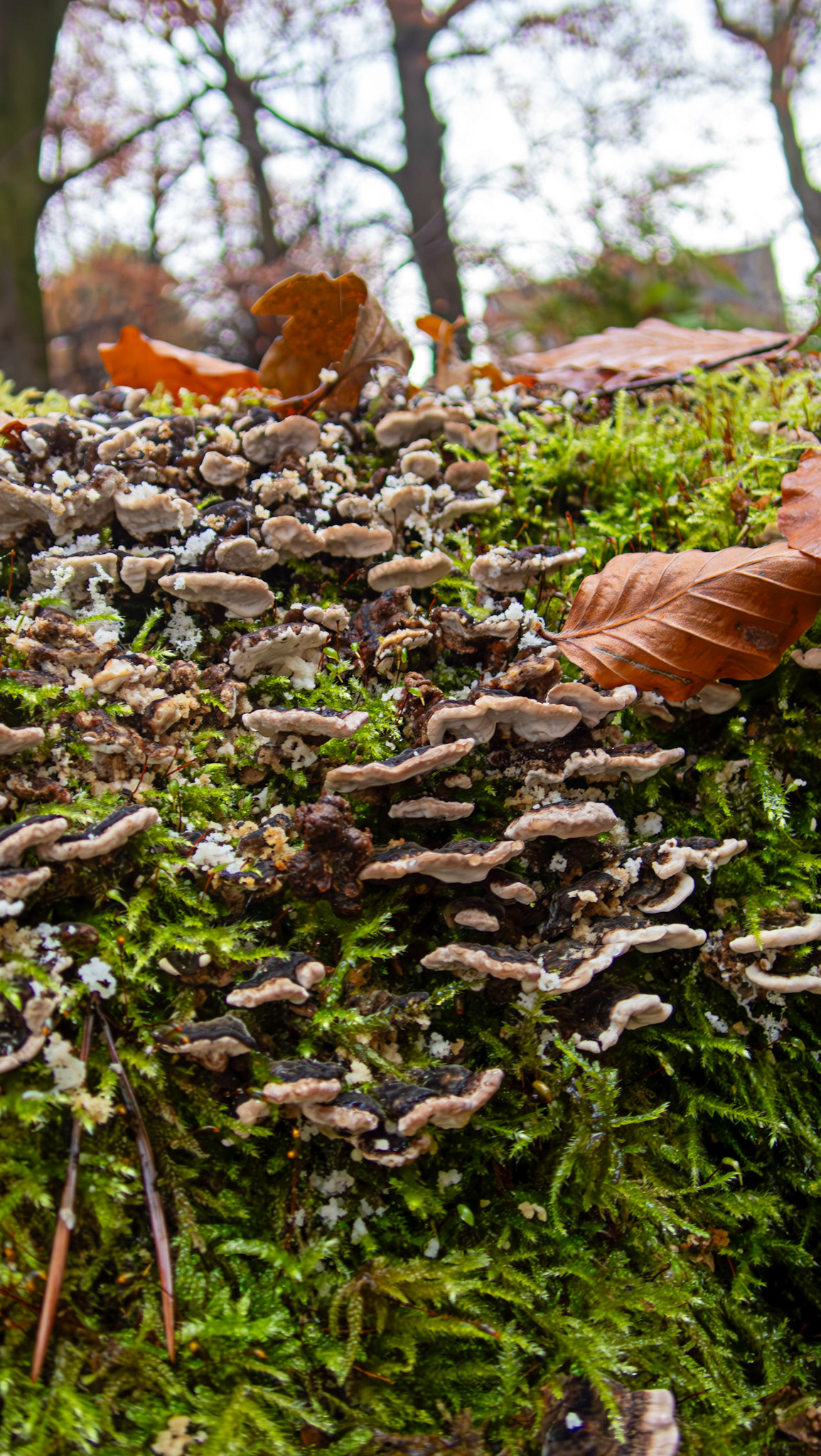 Silver leaf fungus (Chondrostereum purpureum) Deans Woods 08 November 2025