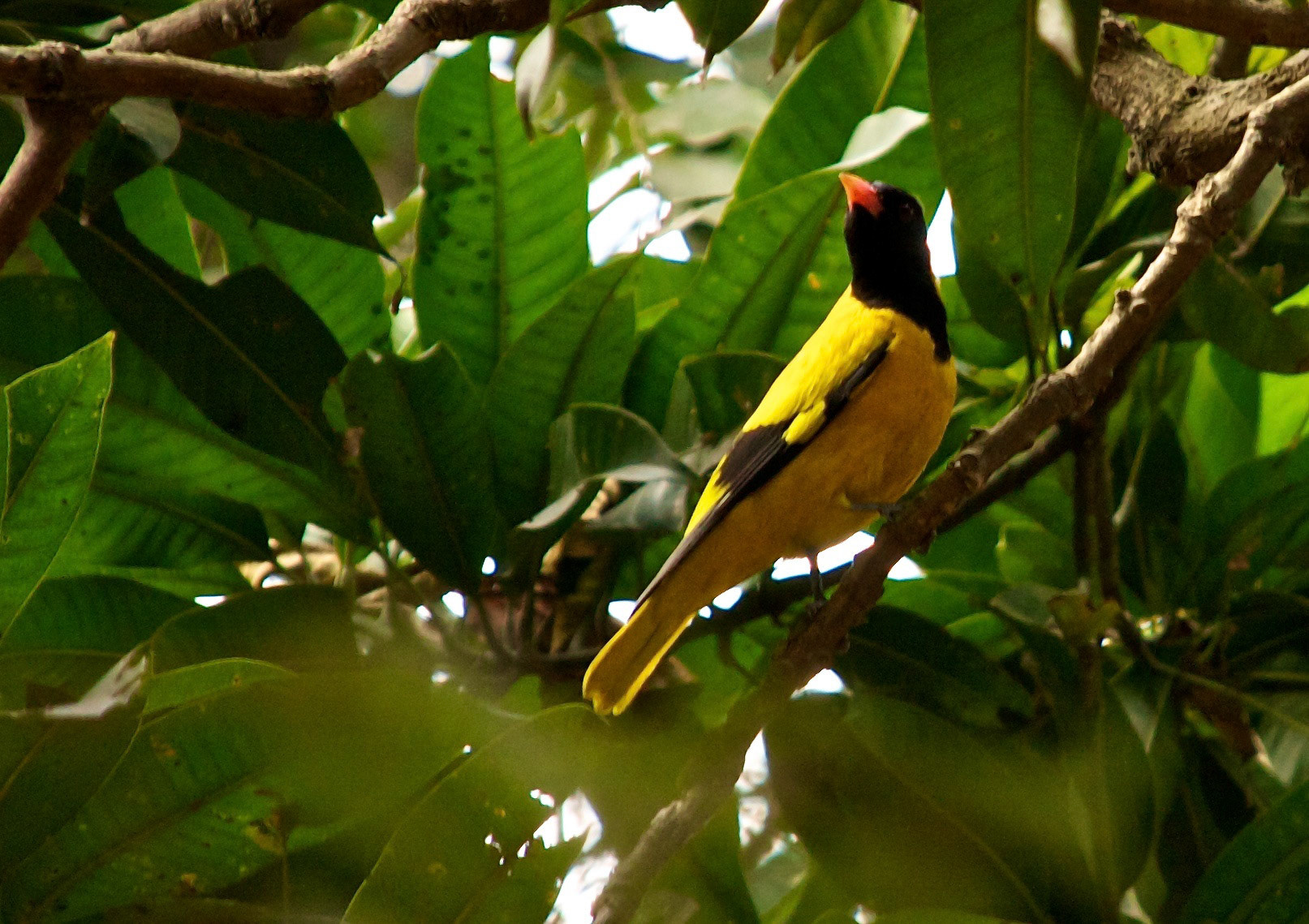 Black Hooded Oriole Please see my other Photographs at: http://www.jamespdeans.co.uk/