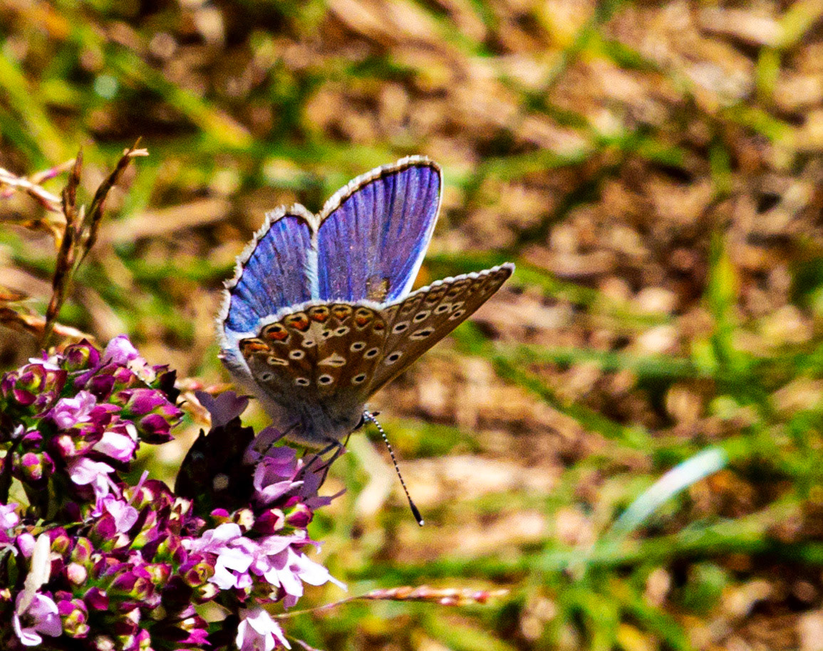 Mottistone IOW 16 July 2022