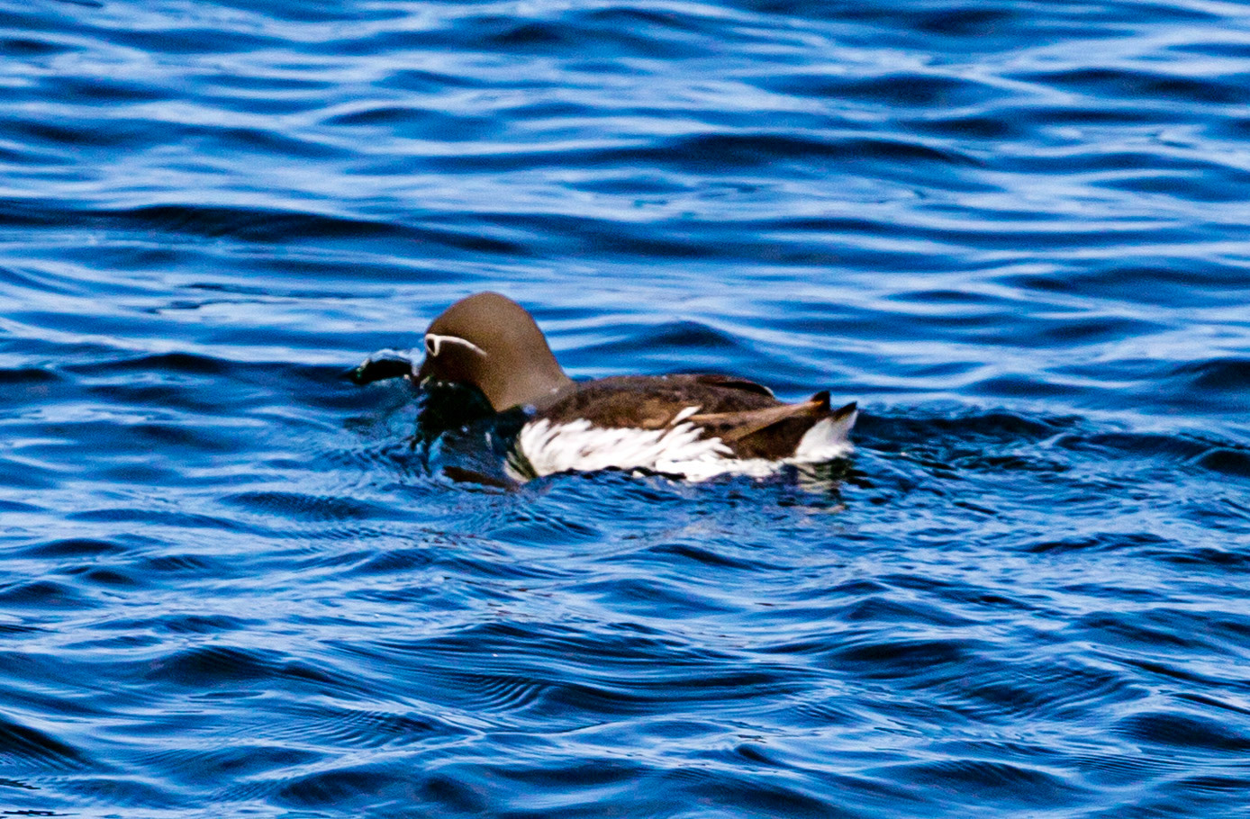 Isle of May - 04 June 2022