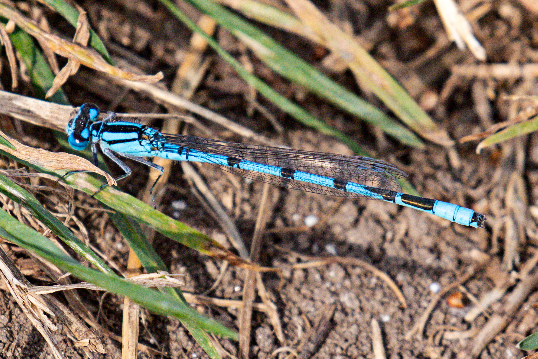 Common Blue Damselfly (Enallagma cyathigerum) Walk Thames Path MArlow to Bourne End 06 August 2025