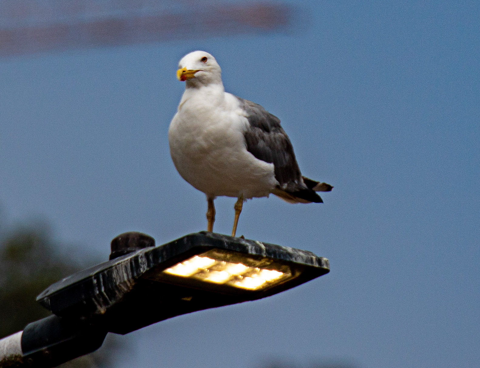 Yellow Legged Gull - Porto 19 August 2026