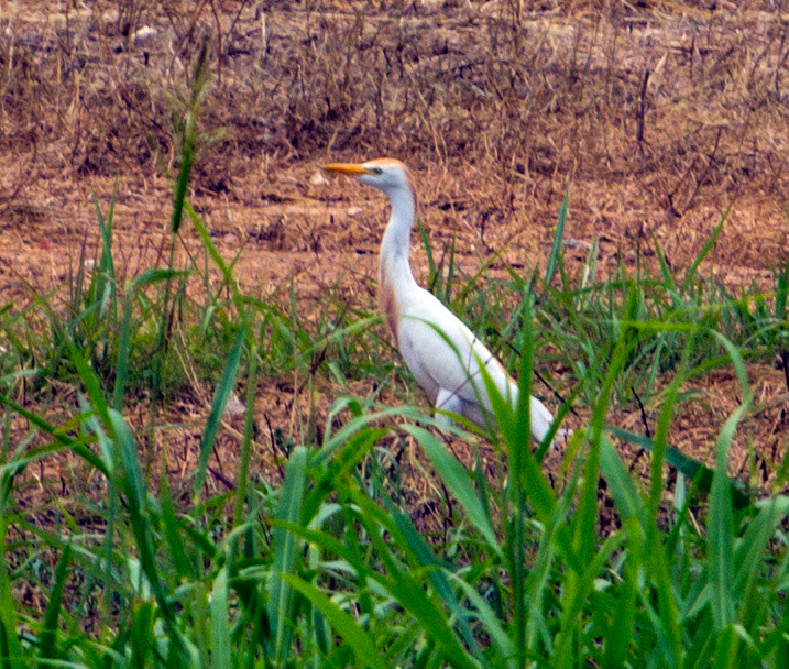 Parc Natural de s'Albufera de MallorcaPlease see my other Photographs at: www.jamespdeans.co.uk