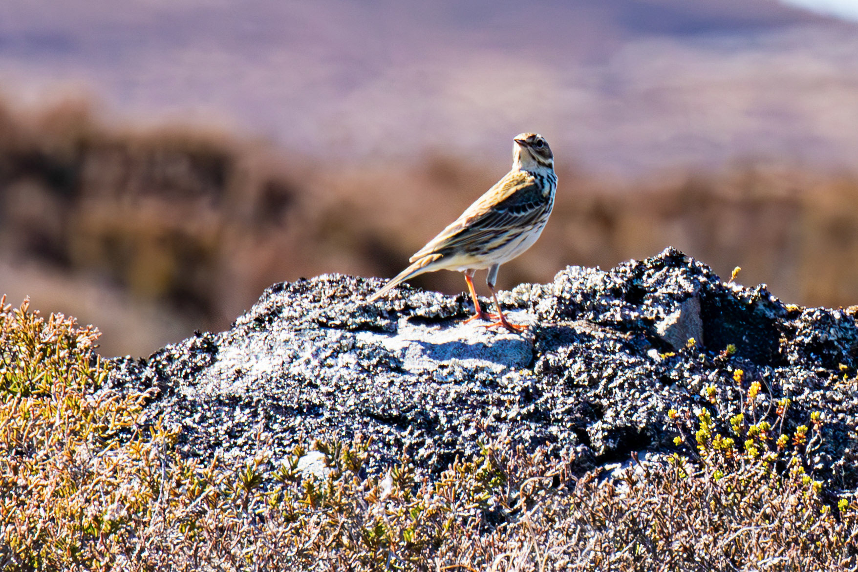 Meadow Pipit. Loch Crocach 30 April 2026