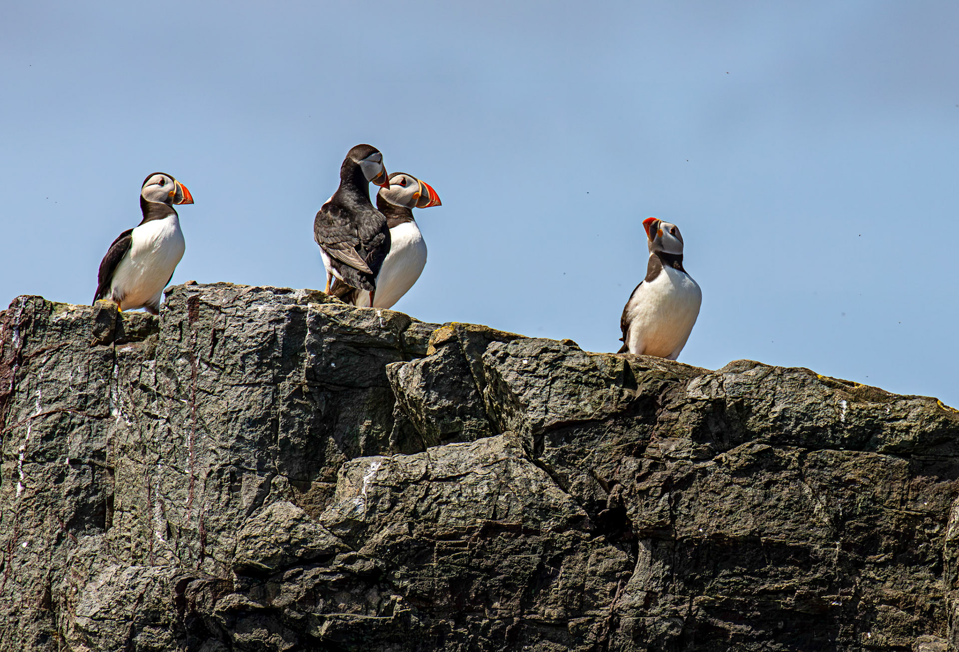Puffins - Farne Islands 03 July 2026