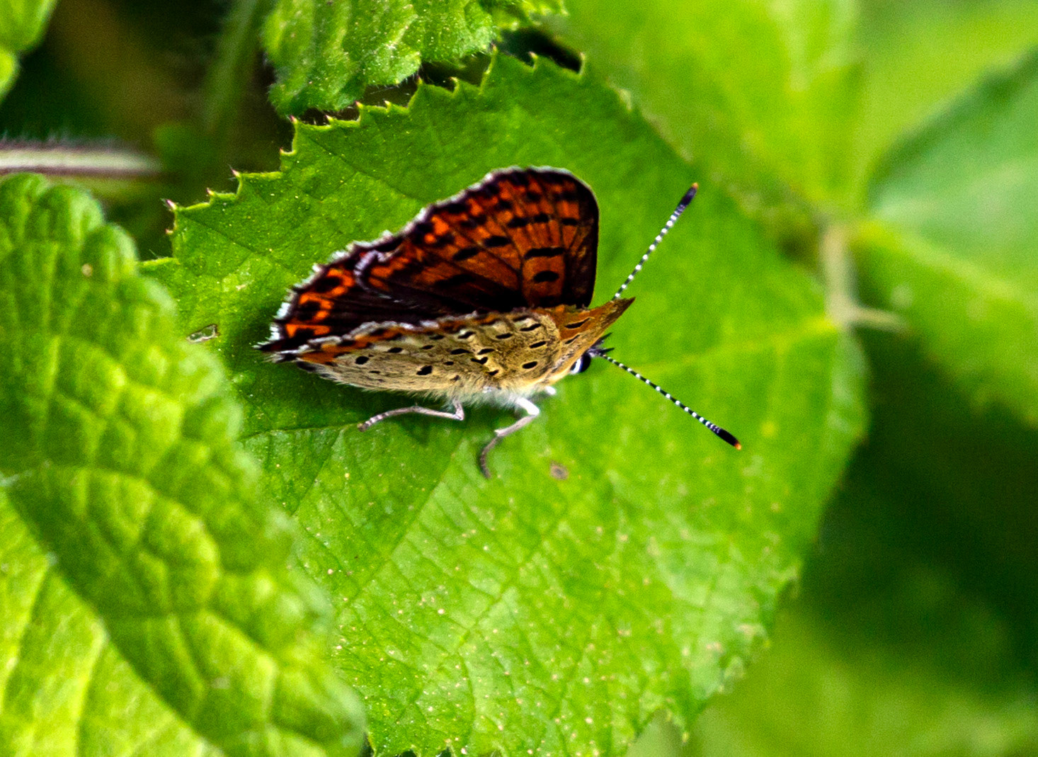 Monteriggioni 22 June 2024