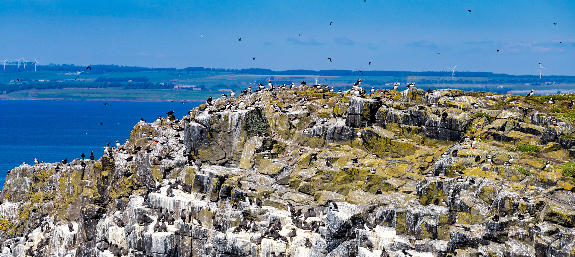 Puffin - Isle of May - 04 June 2022