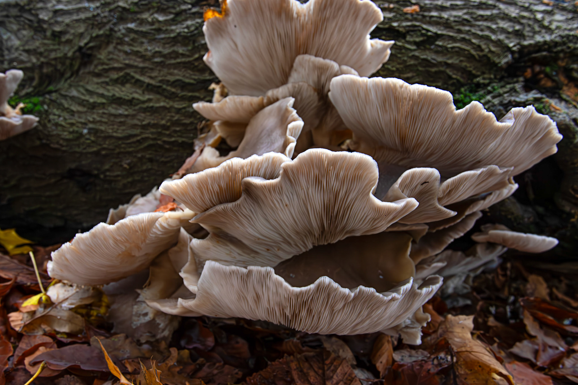 oyster mushrooms (Pleurotus ostreatus) Deans Woods - 07 November 2025
