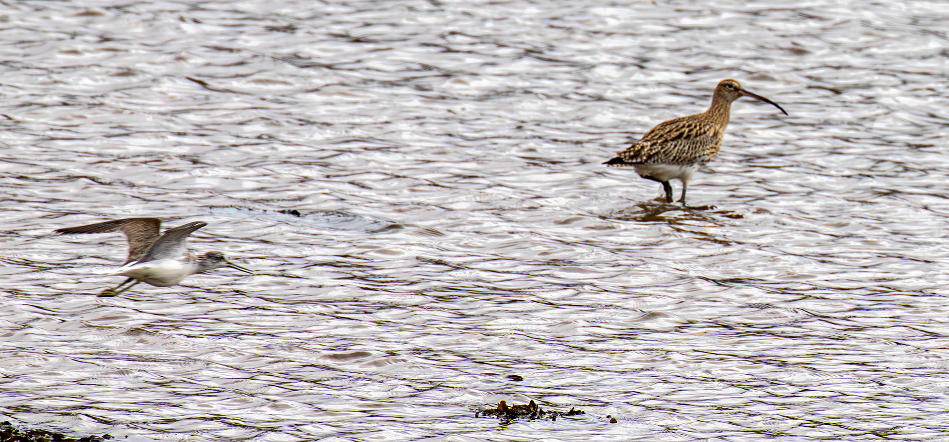 Greenshank &amp; Curlew: West Loch Tarbert 03 March 2025