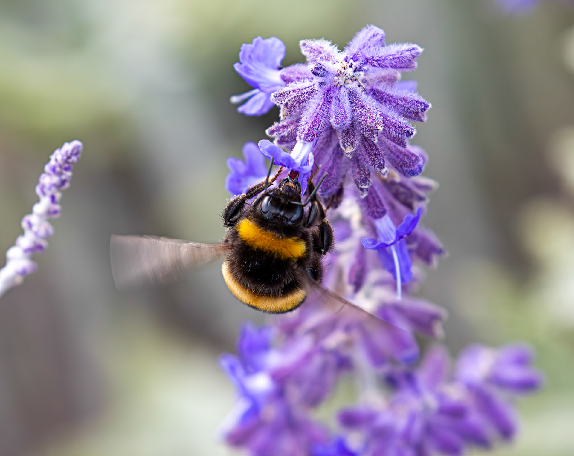 Buff-tailed Bumblebee (Bombus terrestris) Slough 05 August 2025