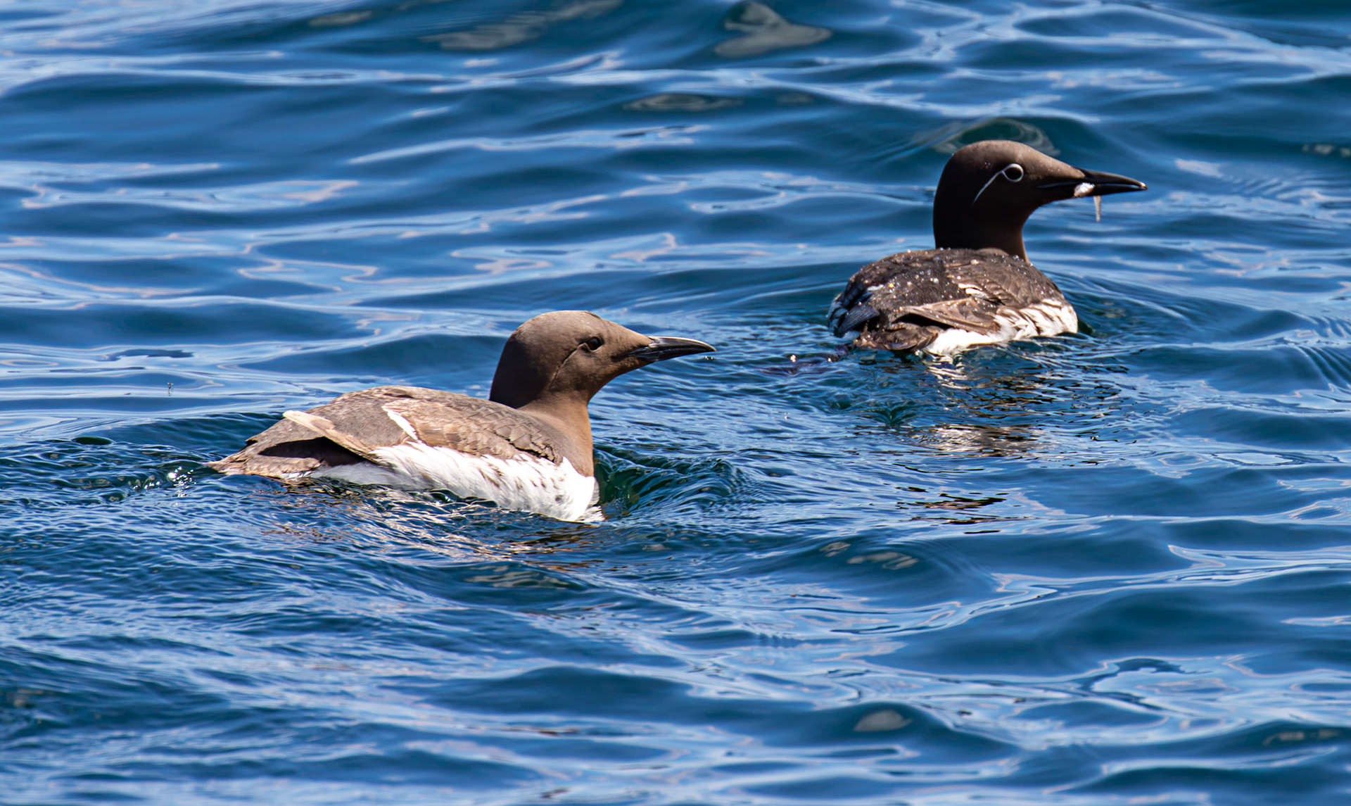 Guillemots - Farne Islands 03 July 2026