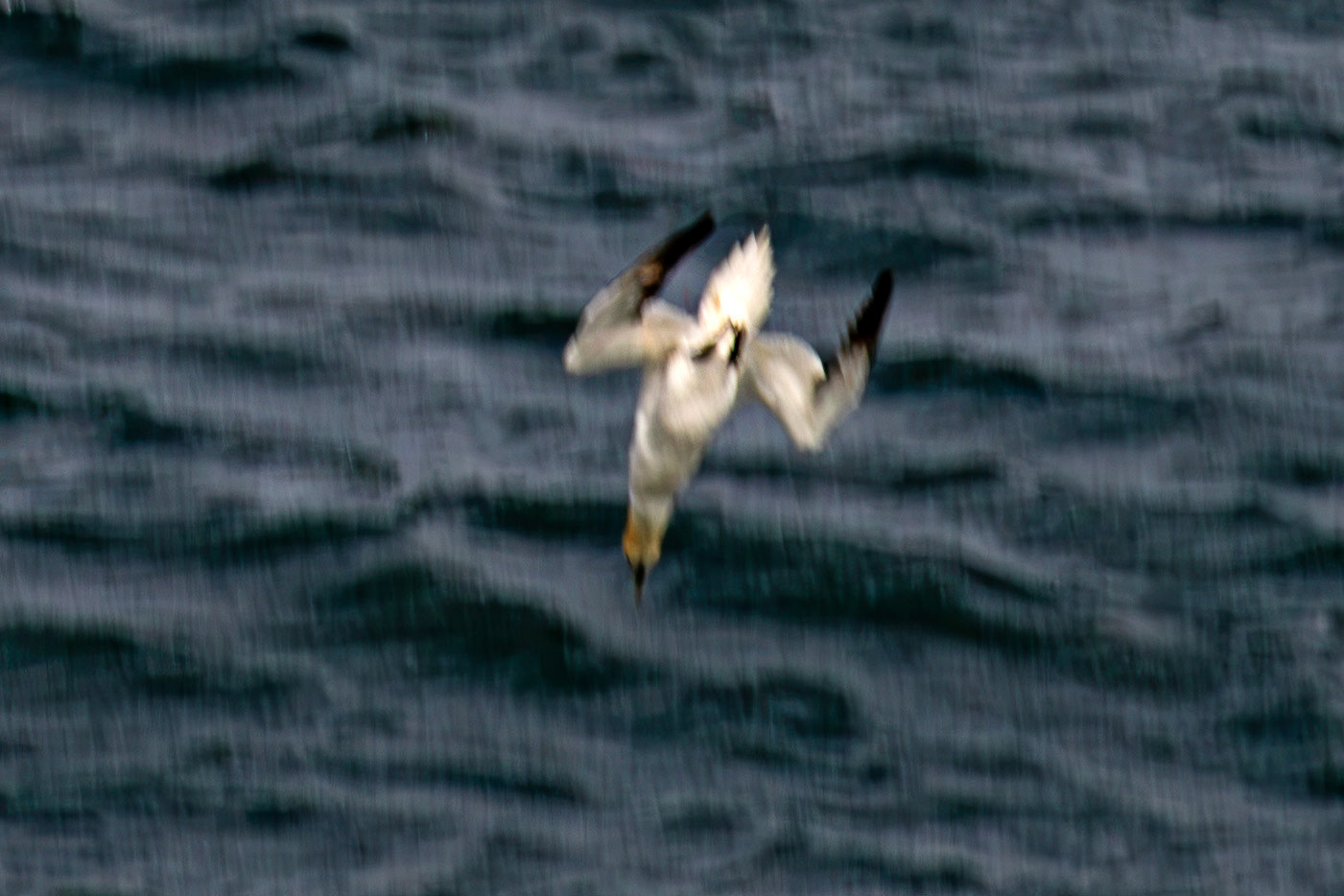 Northern Gannet diving - Tantallon Castle 04 July 2026