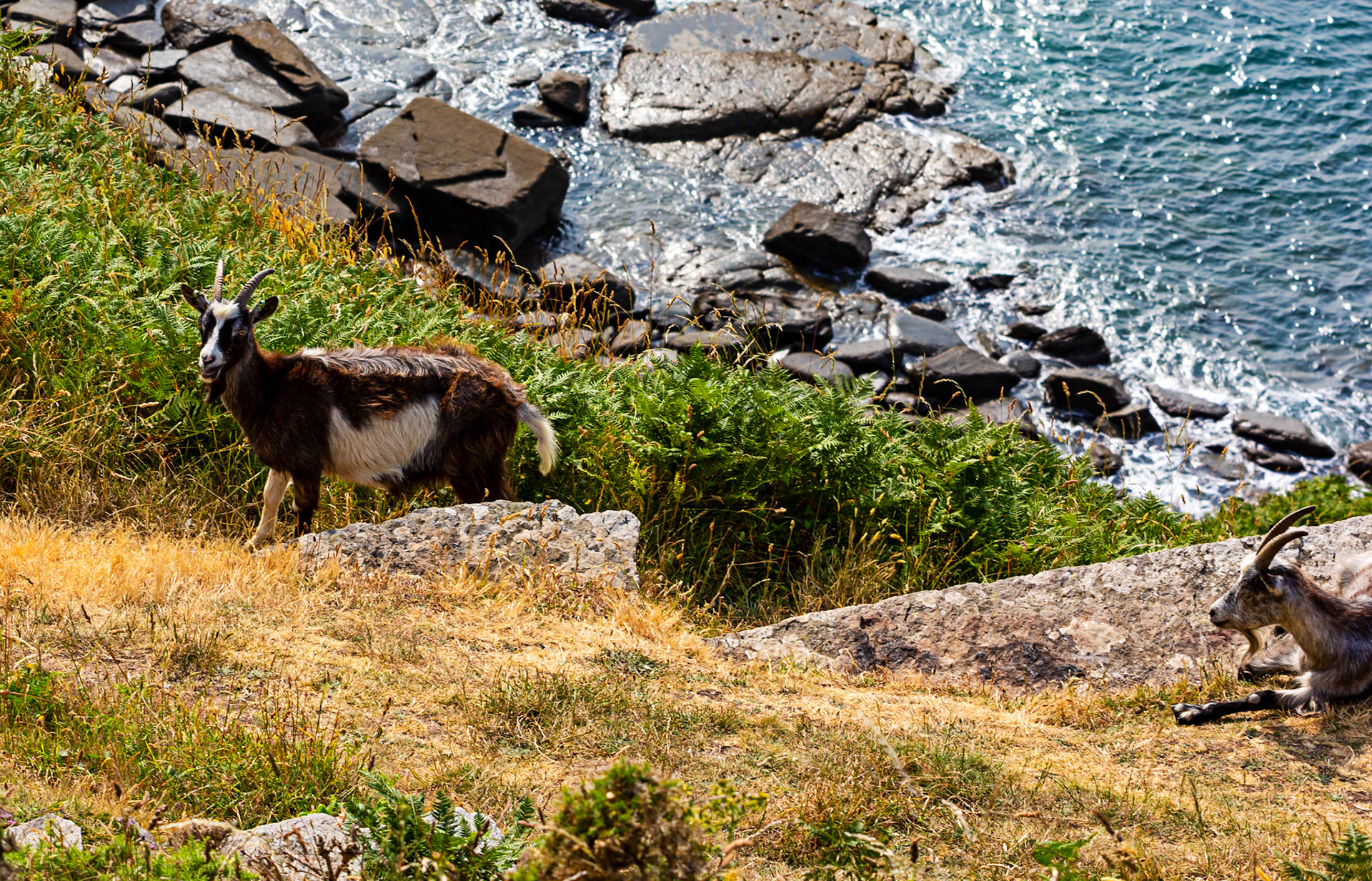 Valley of the Rocks, Lynton 26 June 2023
